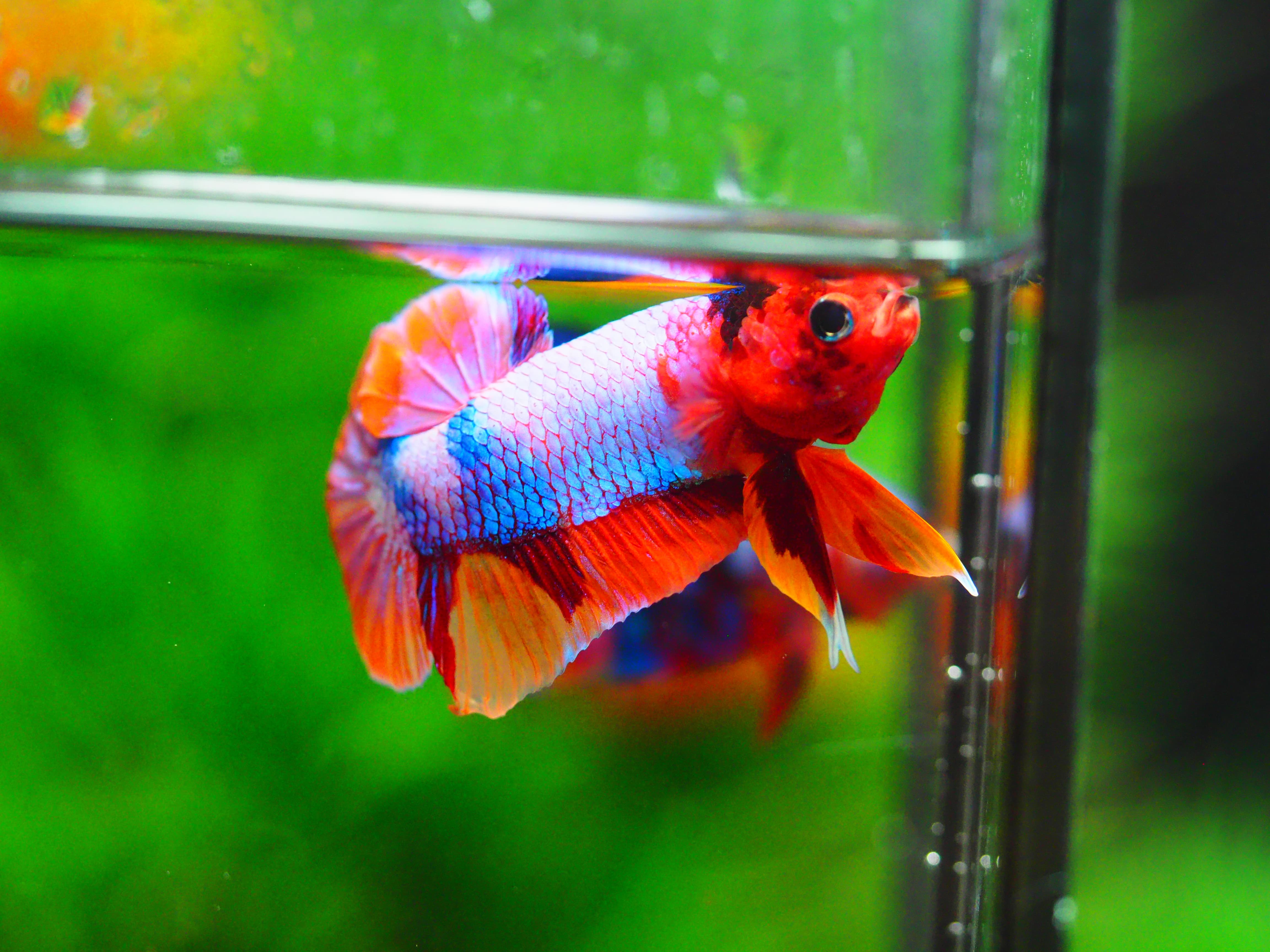 HMPK MUNTICOLOR MALE GRADE A +++