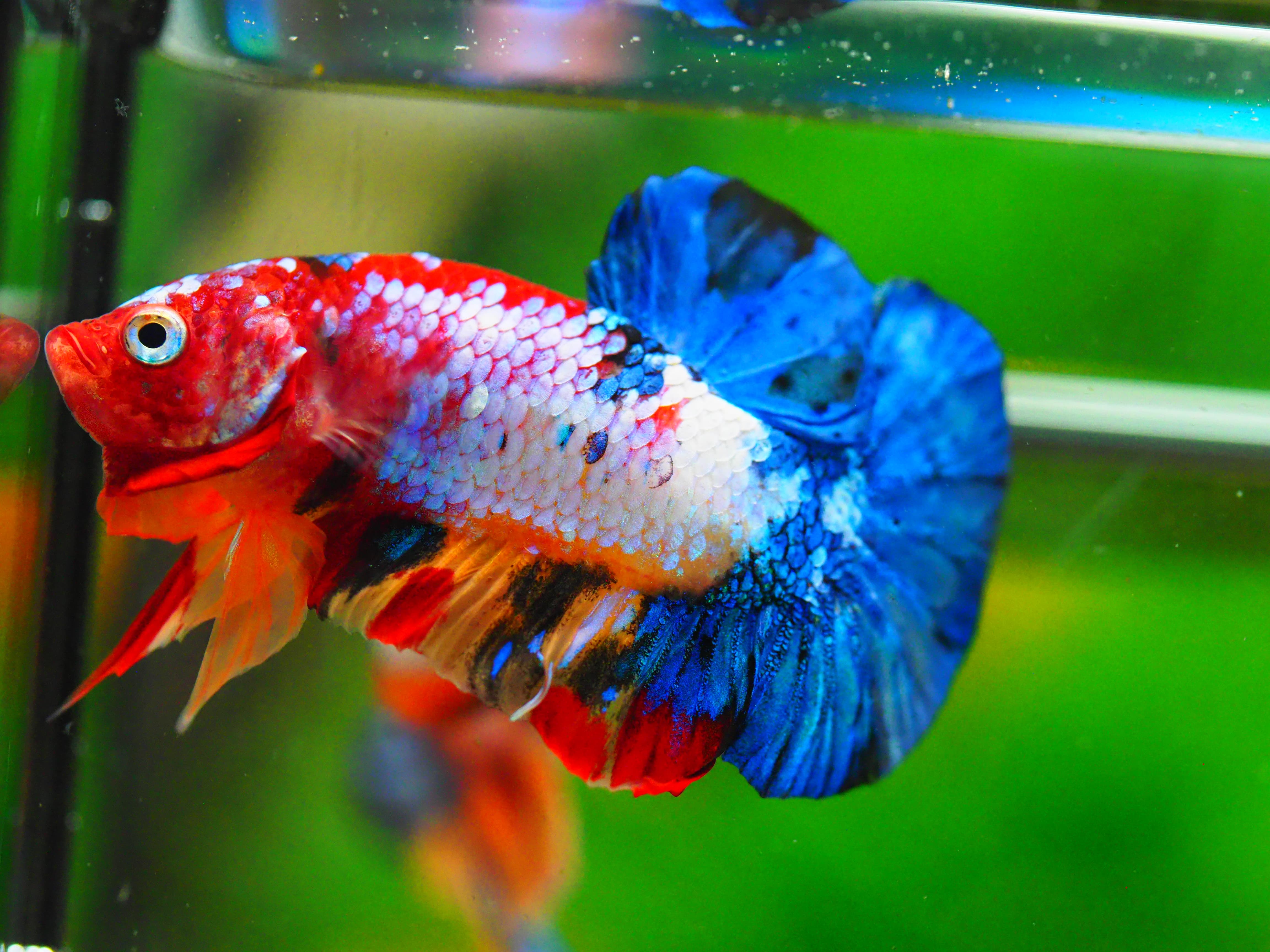 HMPK KOI GALAXY MALE GRADE A +++