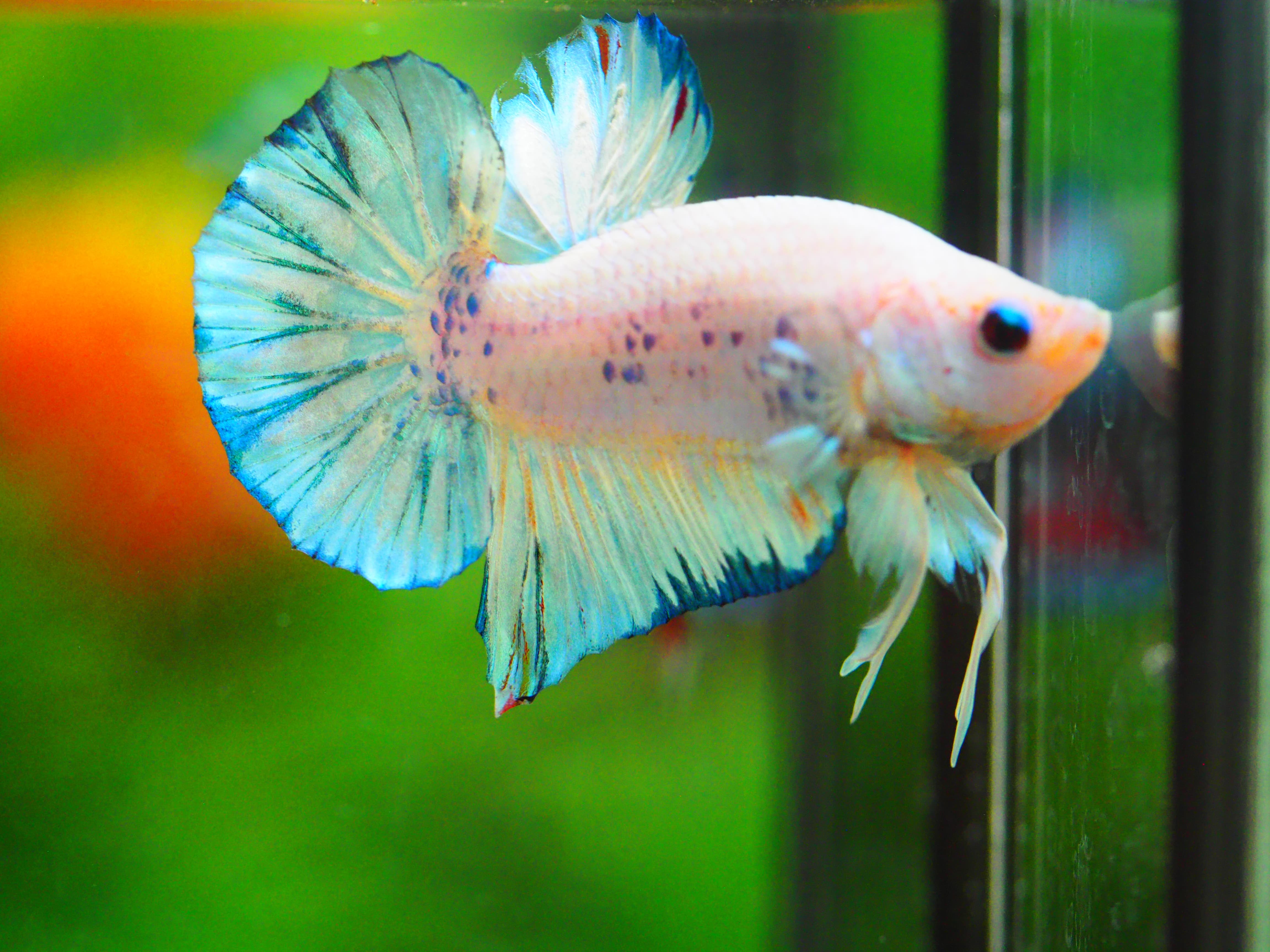 HMPK FANCY MALE GRADE A +++