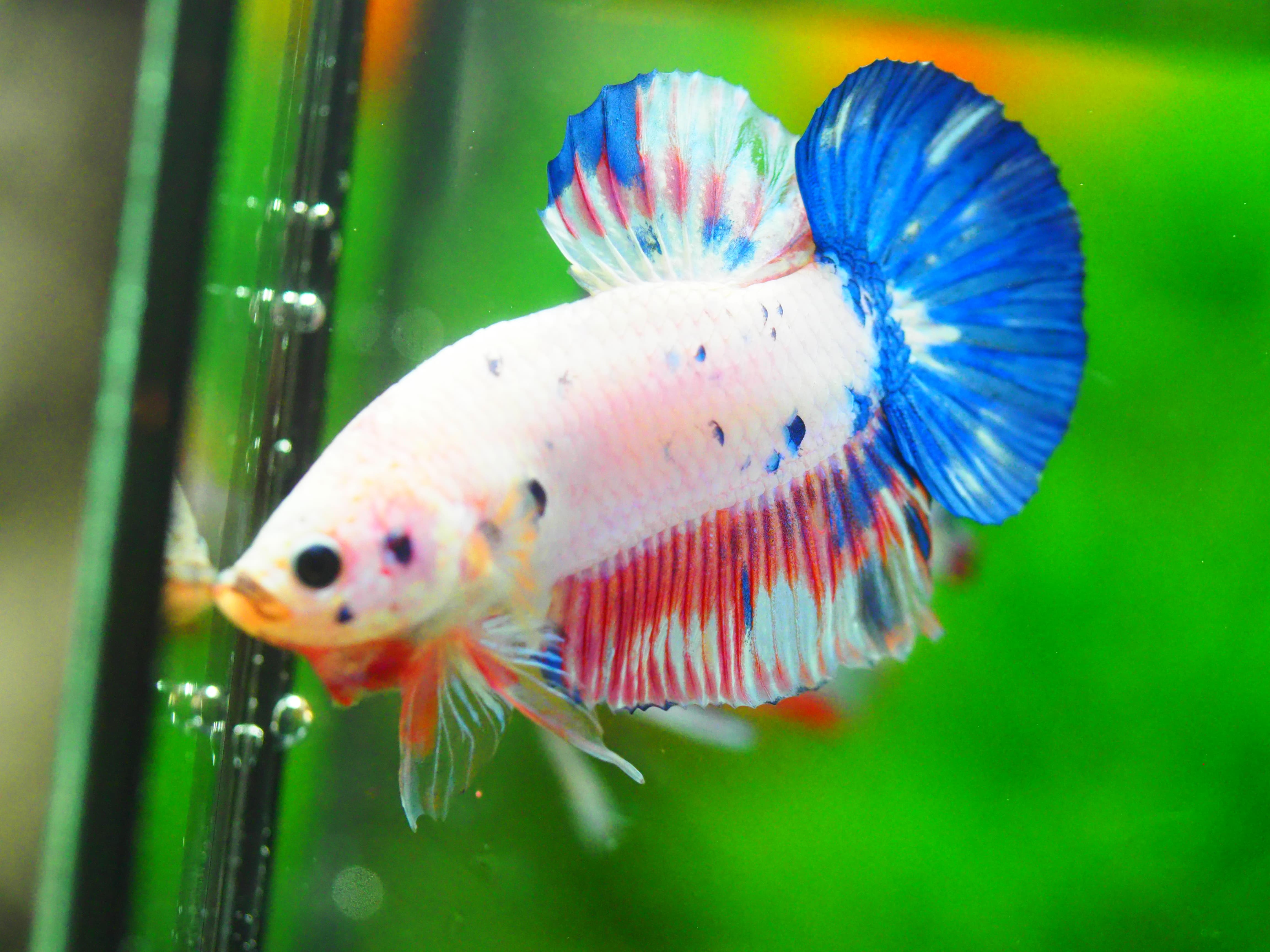 HMPK FANCY MALE GRADE A +++