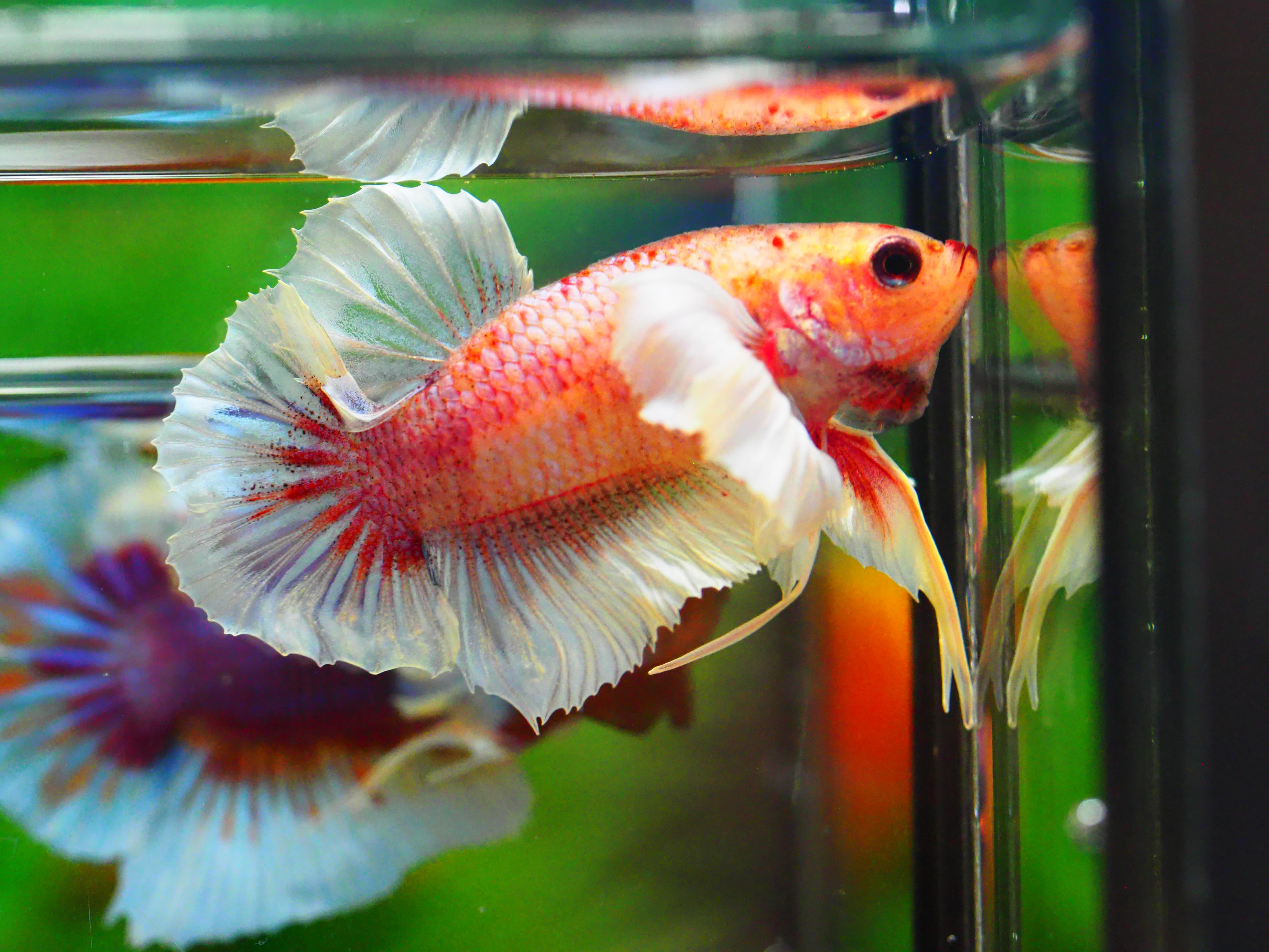 HMPK DUMBO MALE GRADE A +++