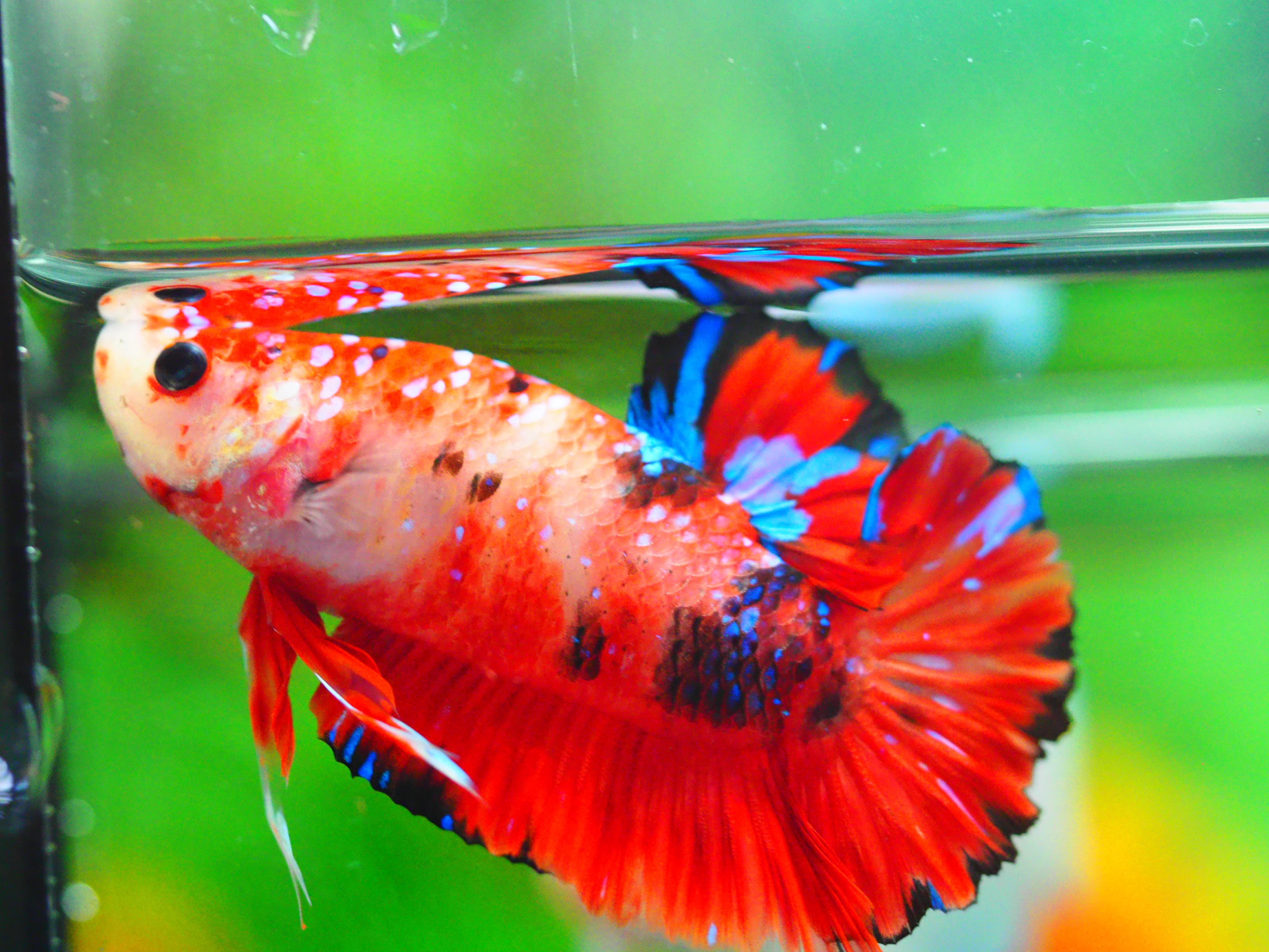 HMPK KOI GALAXY MALE GRADE A +++