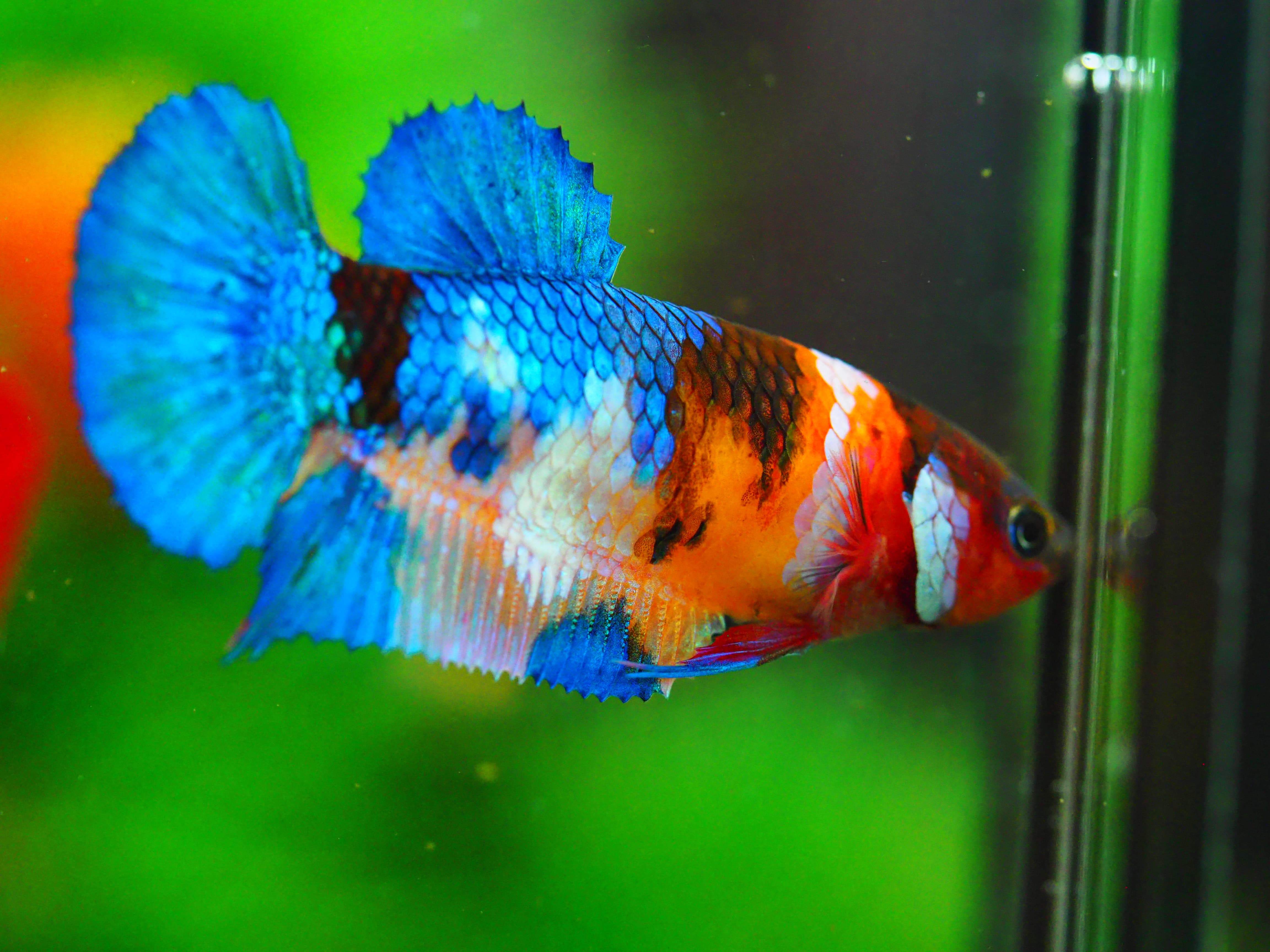 HMPK NEMO GALAXY FNMALE GRADE A +++