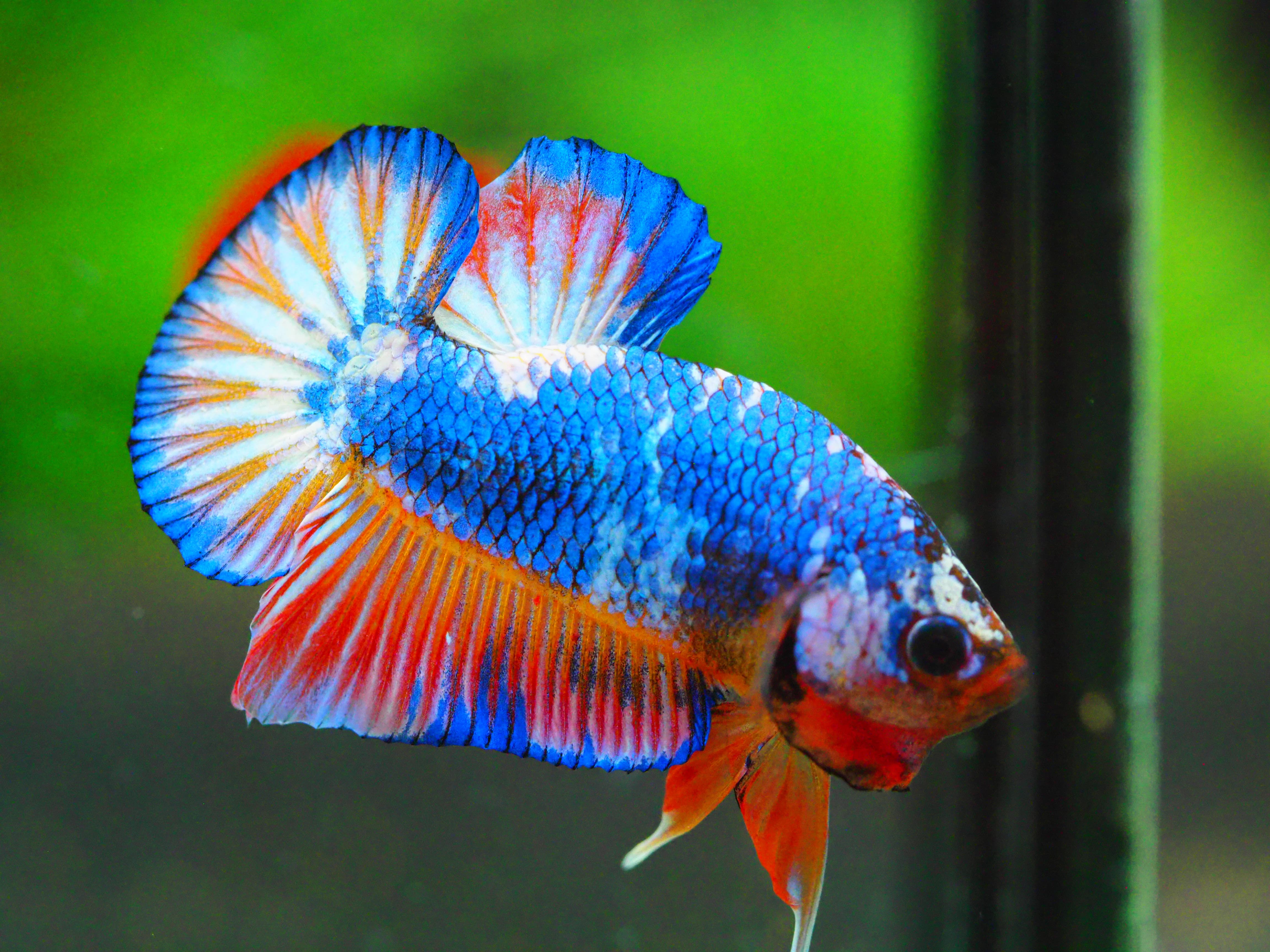 HMPK FANCY MALE GRADE A +++