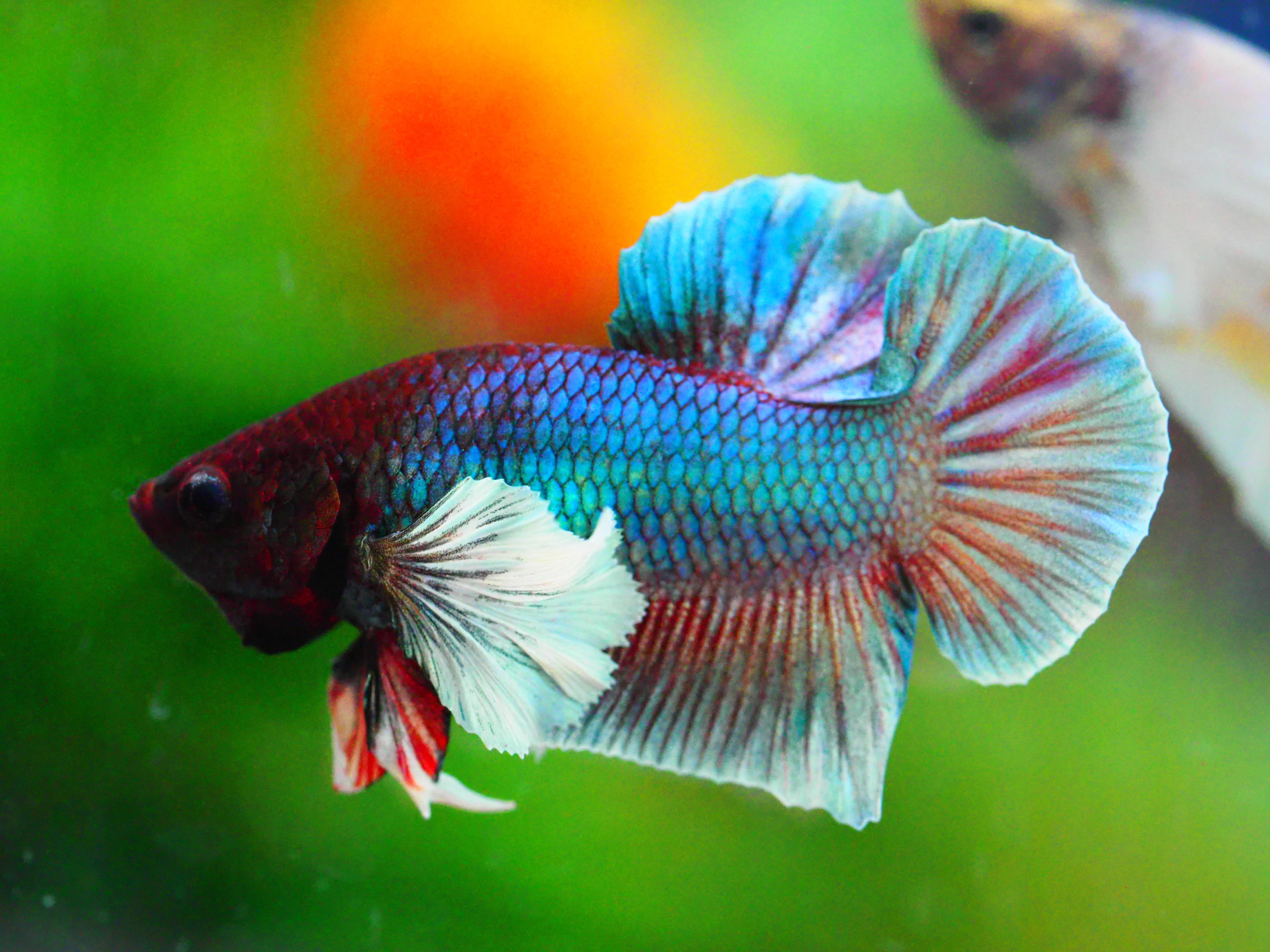 HMPK DUMBO MALE GRADE A +++