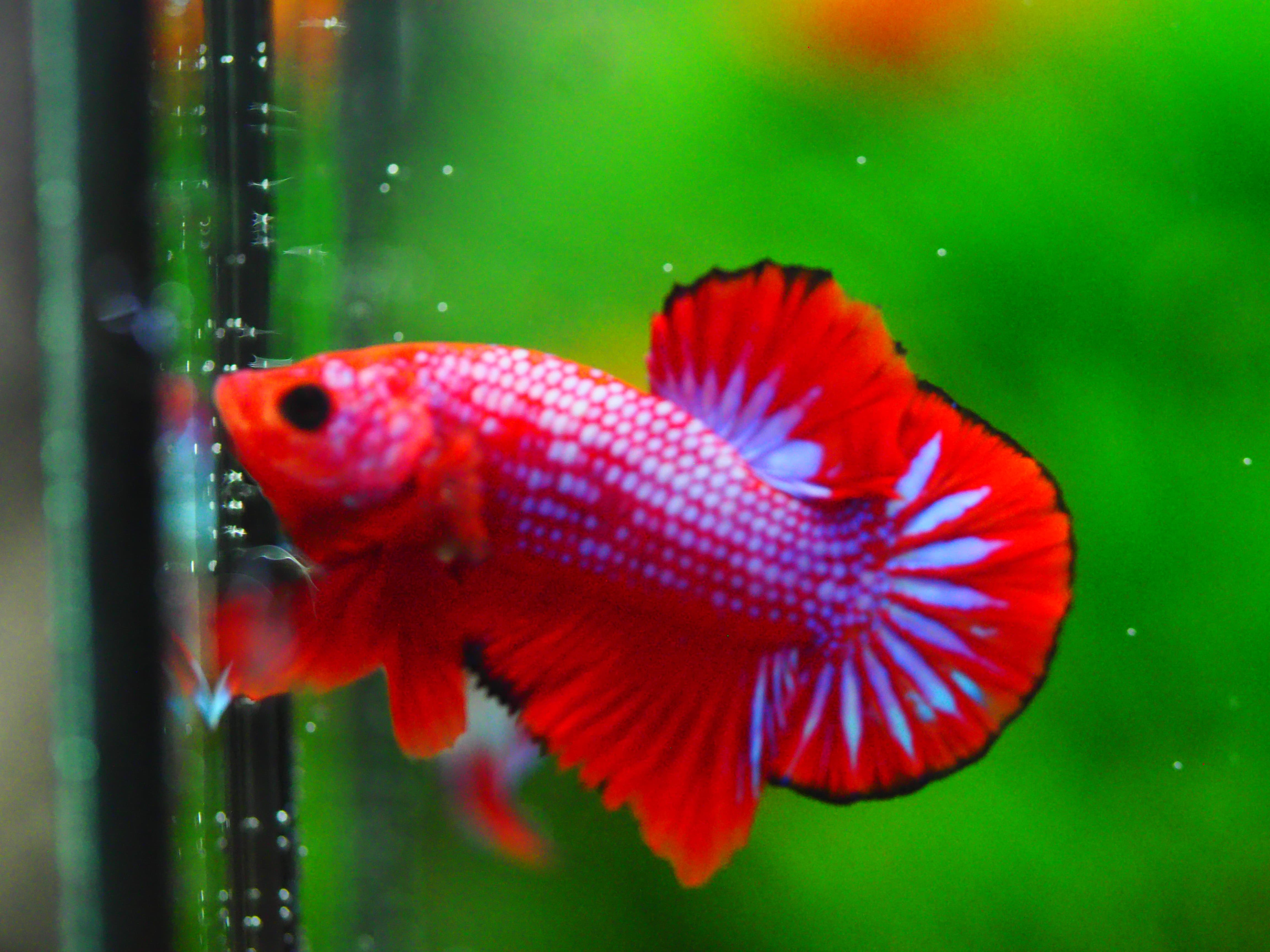 HMPK FANCY MALE GRADE A +++