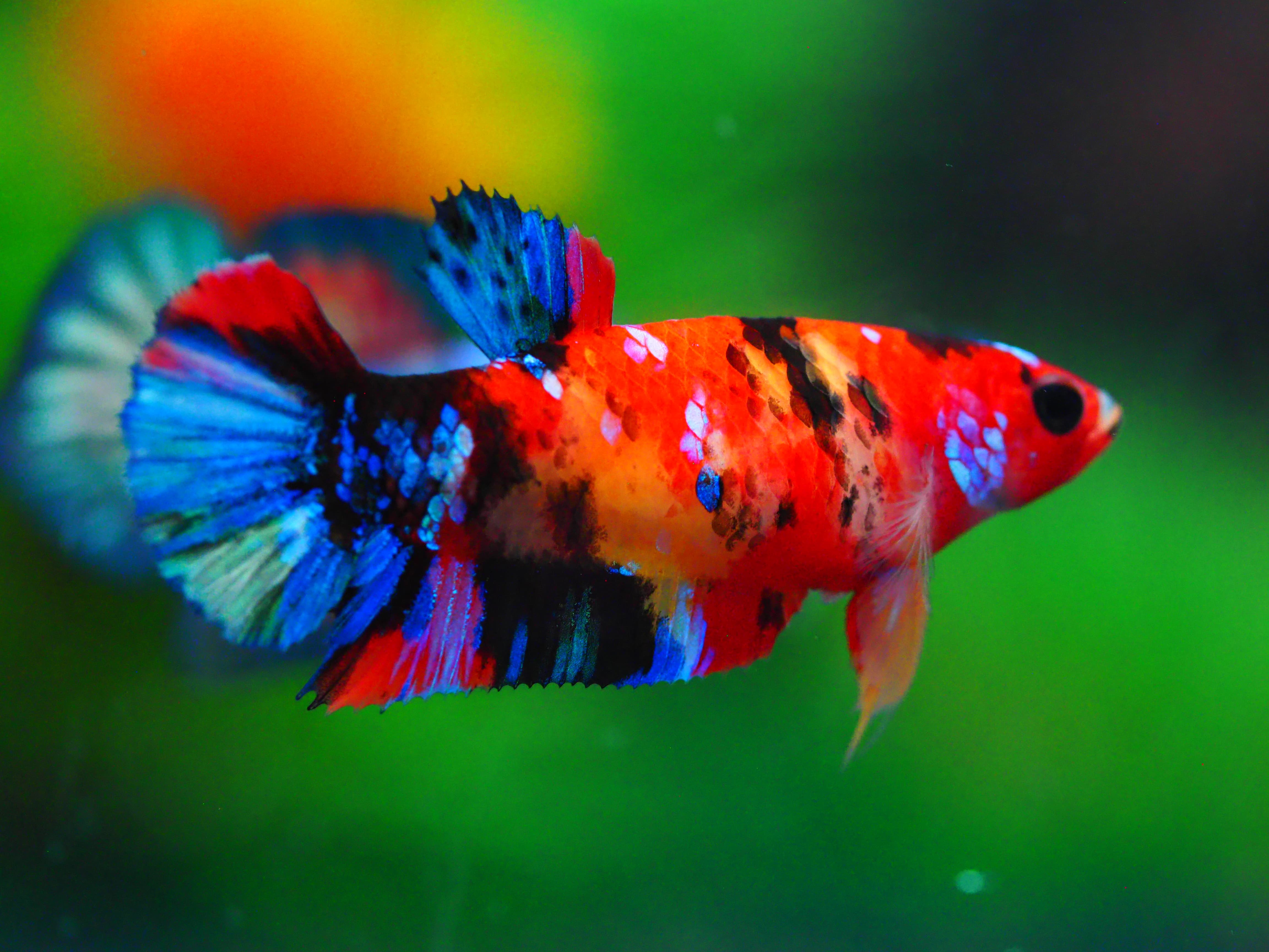 HMPK KOI GALAXY FNMALE GRADE A +++