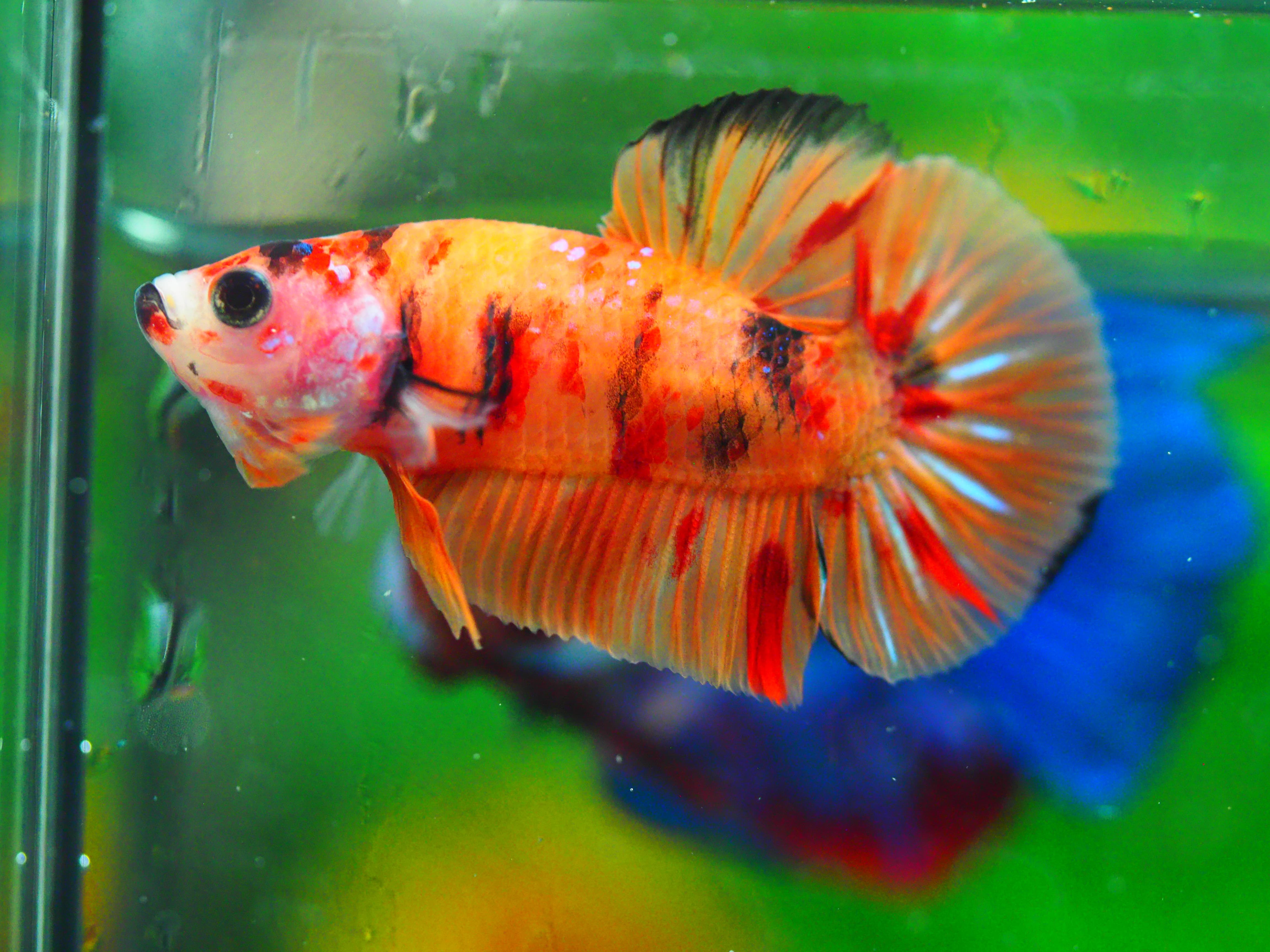 HMPK NEMO MALE GRADE A +++