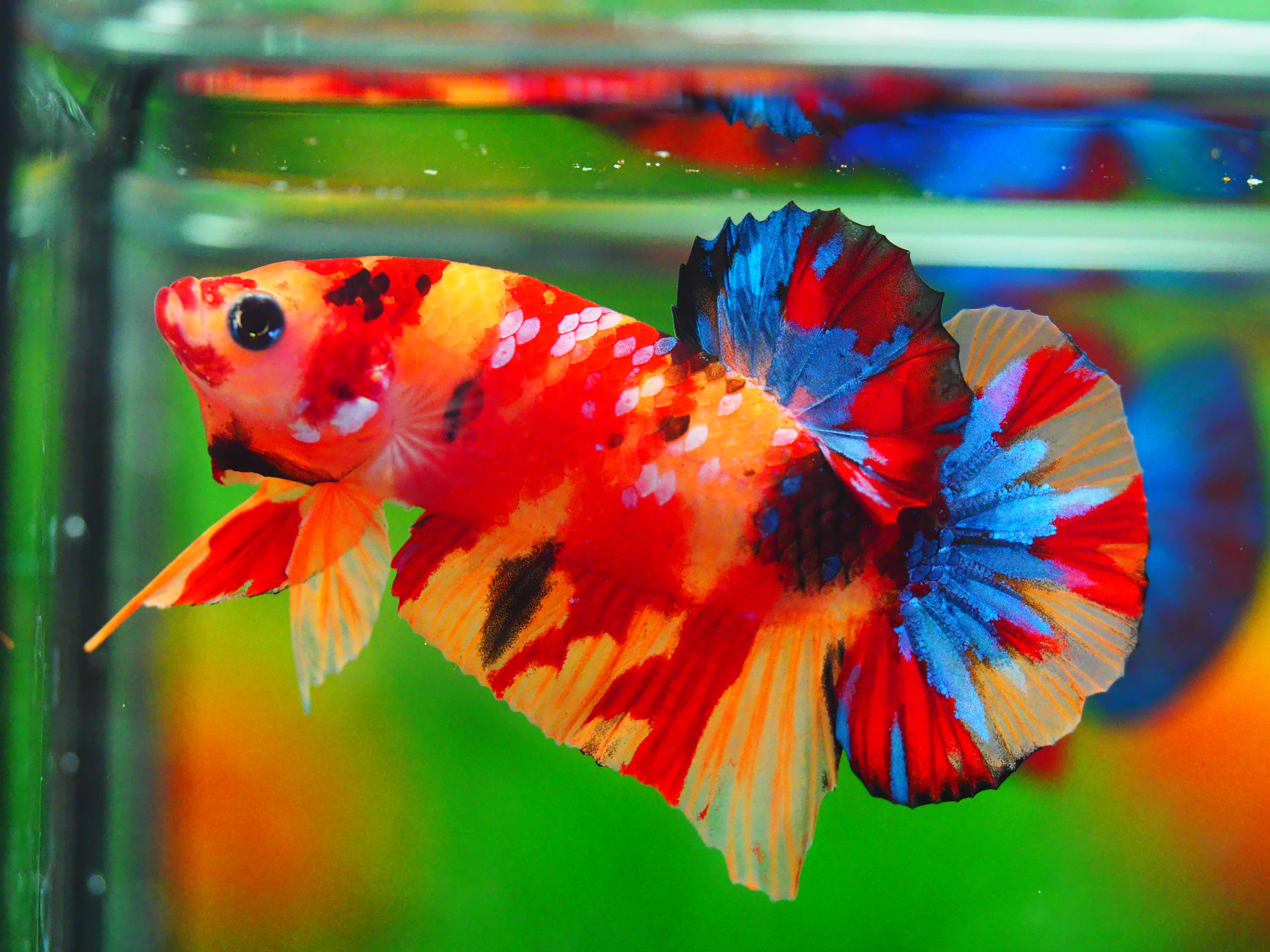 HMPK NEMO MALE GRADE A +++