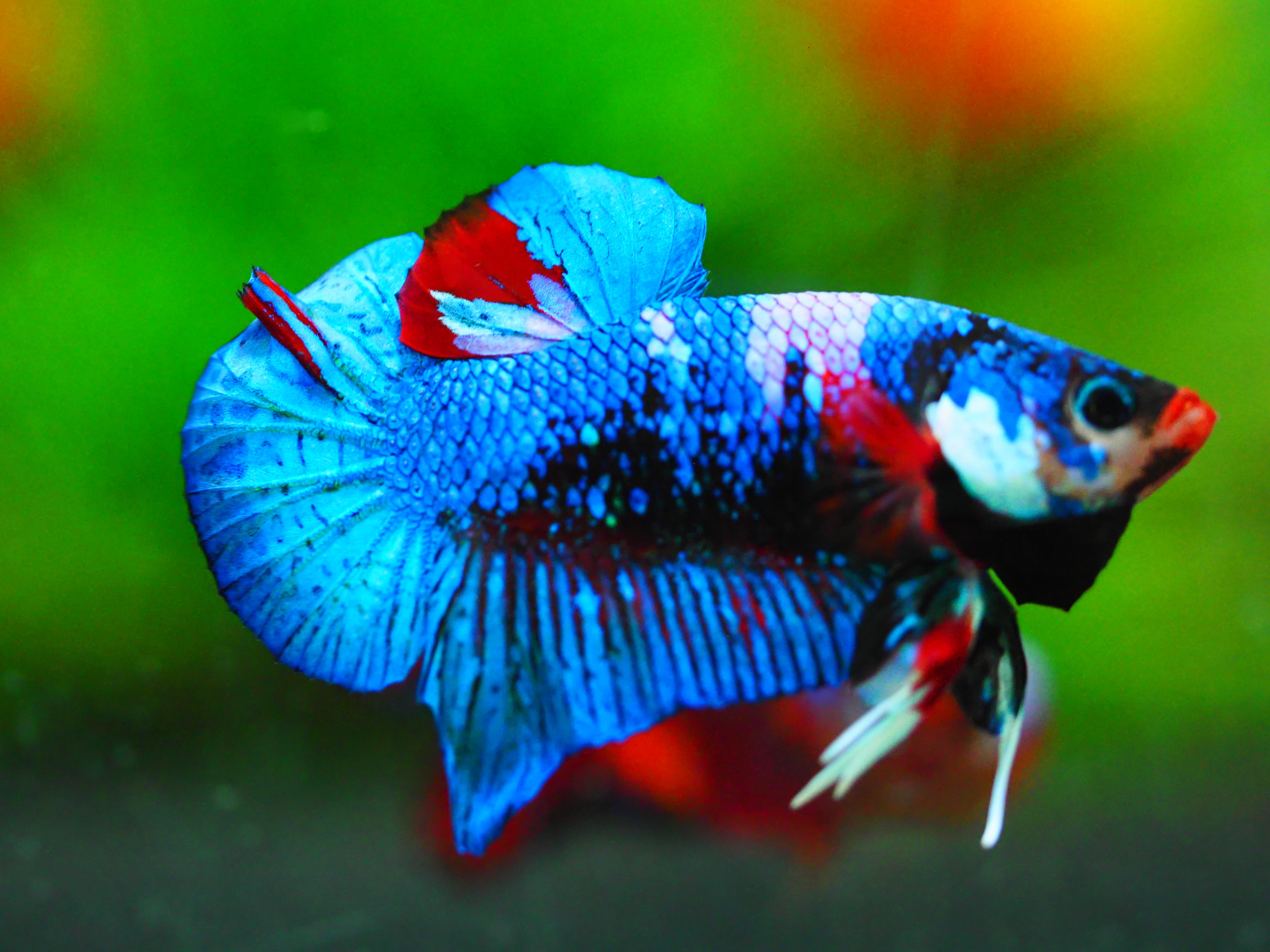 HMPK KOI GALAXY MALE GRADE A +++