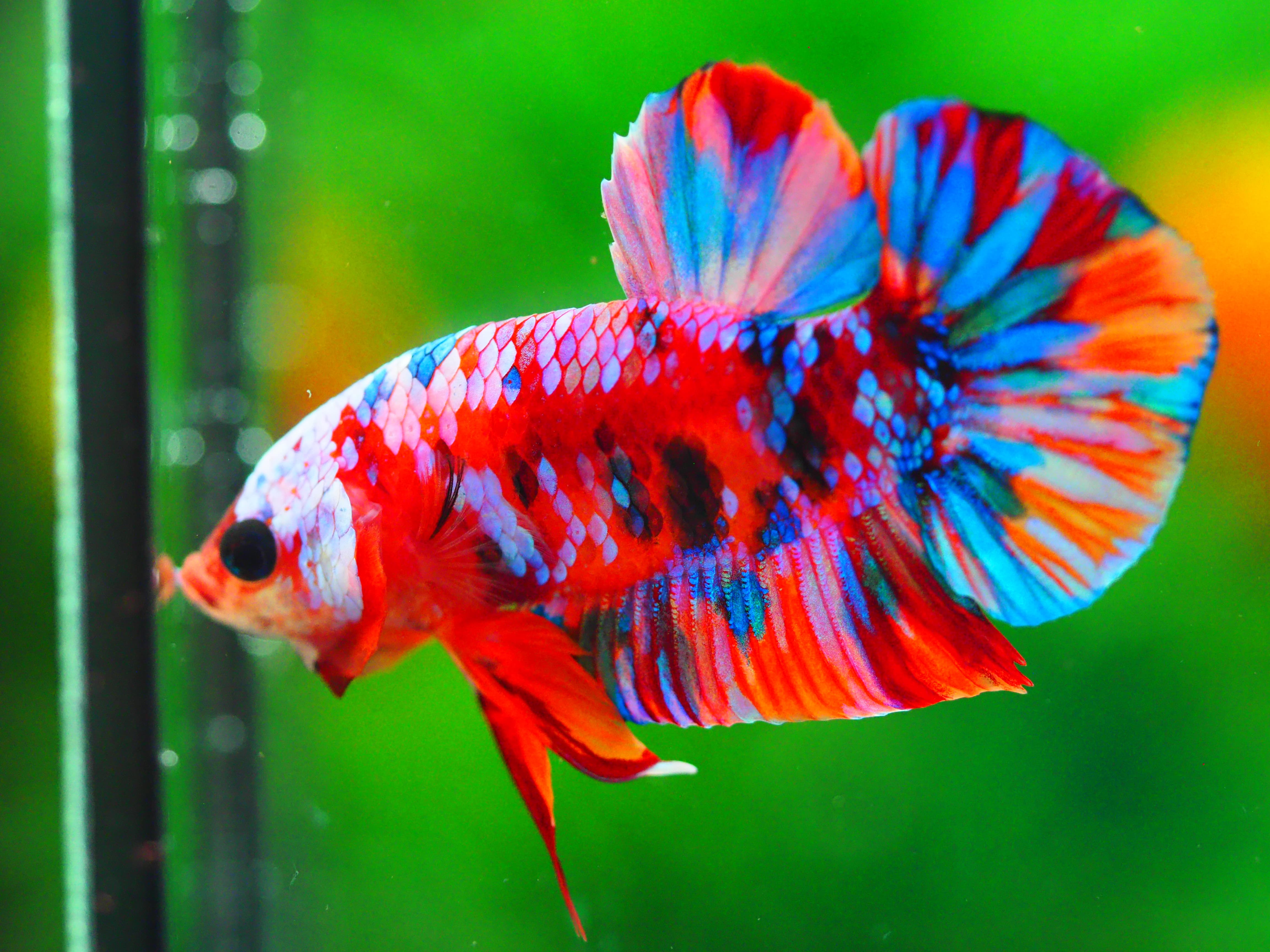 HMPK KOI GALAXY MALE GRADE A +++