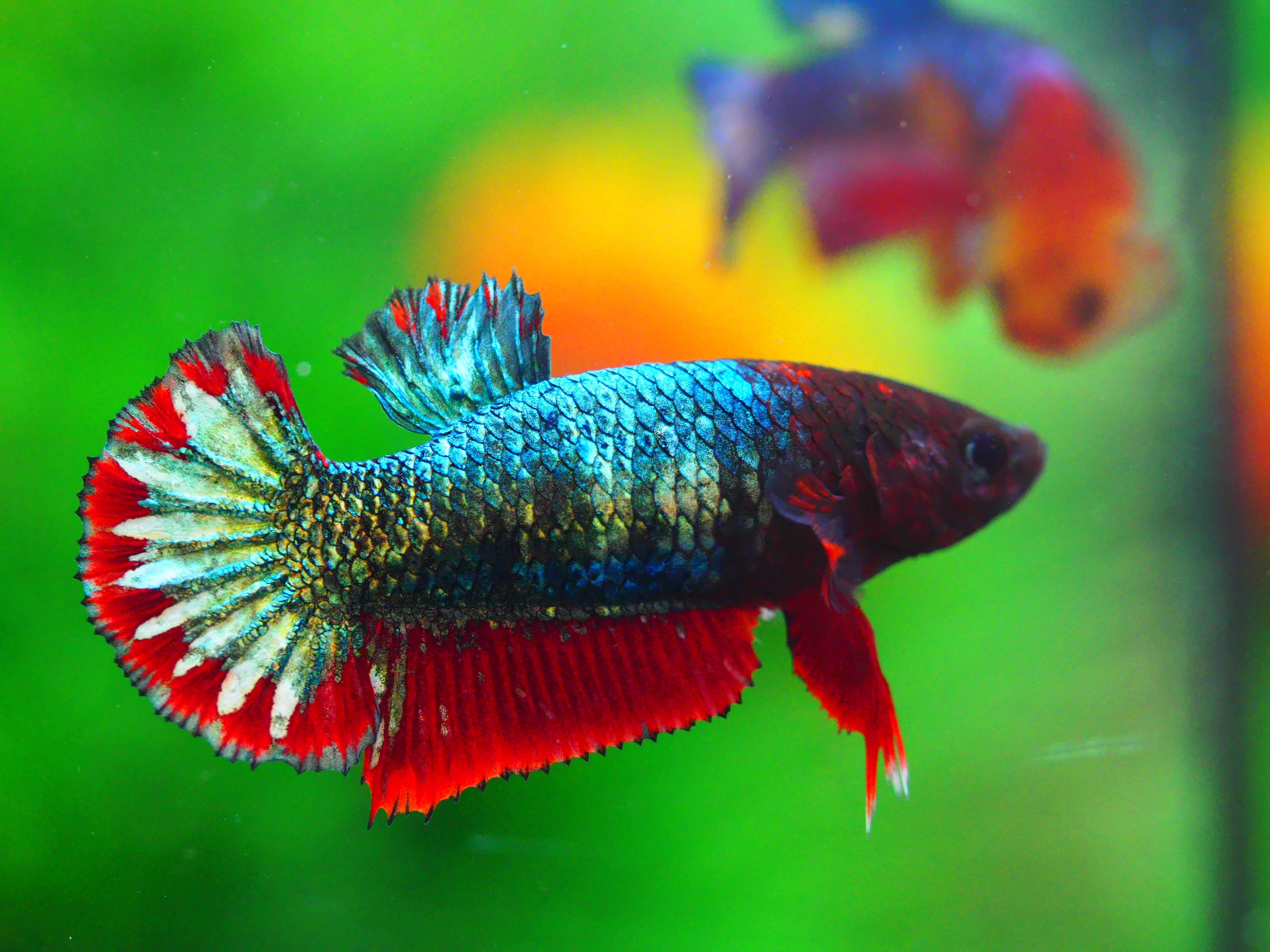 HMPK FANCY FEMALE GRADE A +++