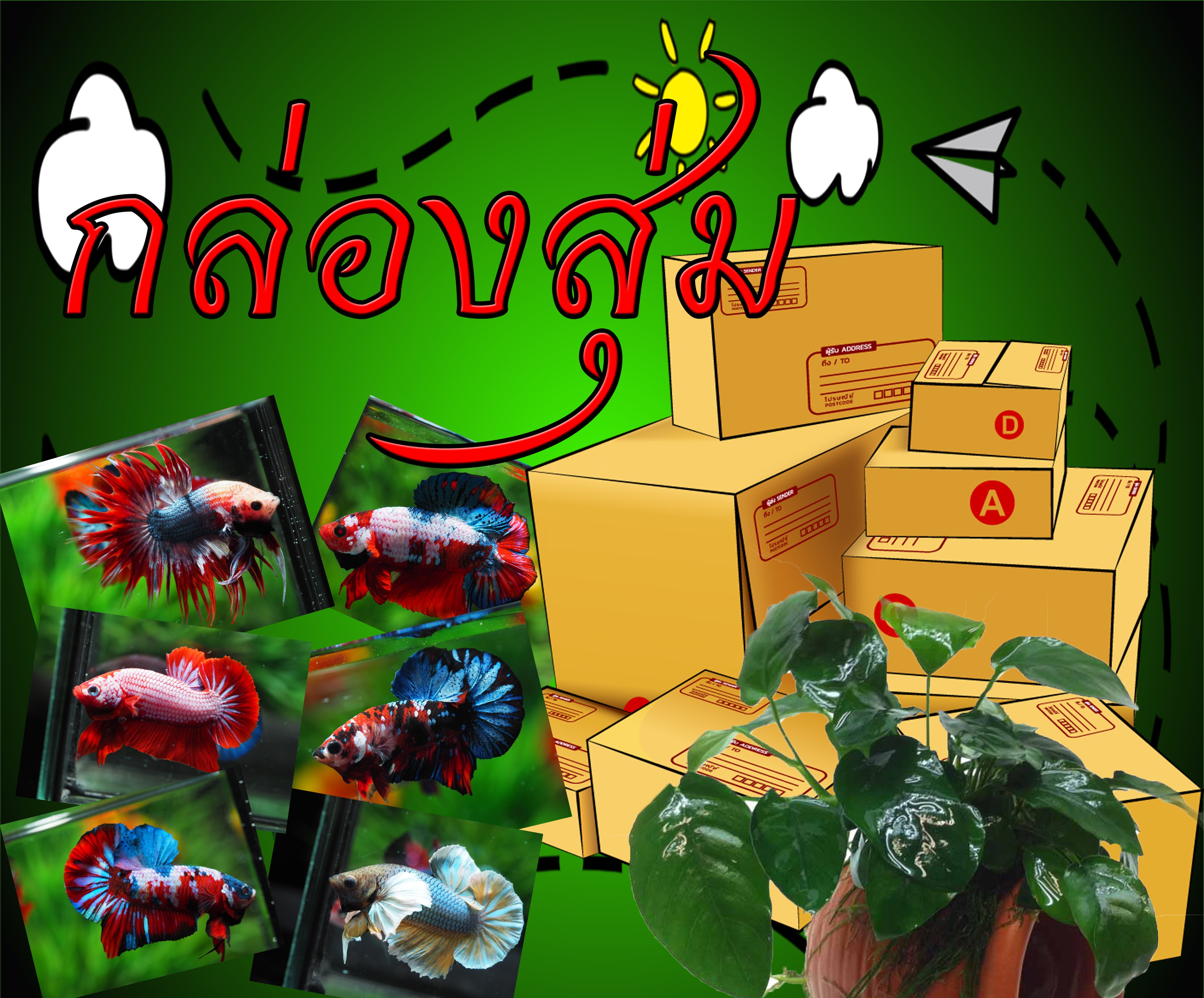 กล่องสุ่มปลากัดคัดเกรด