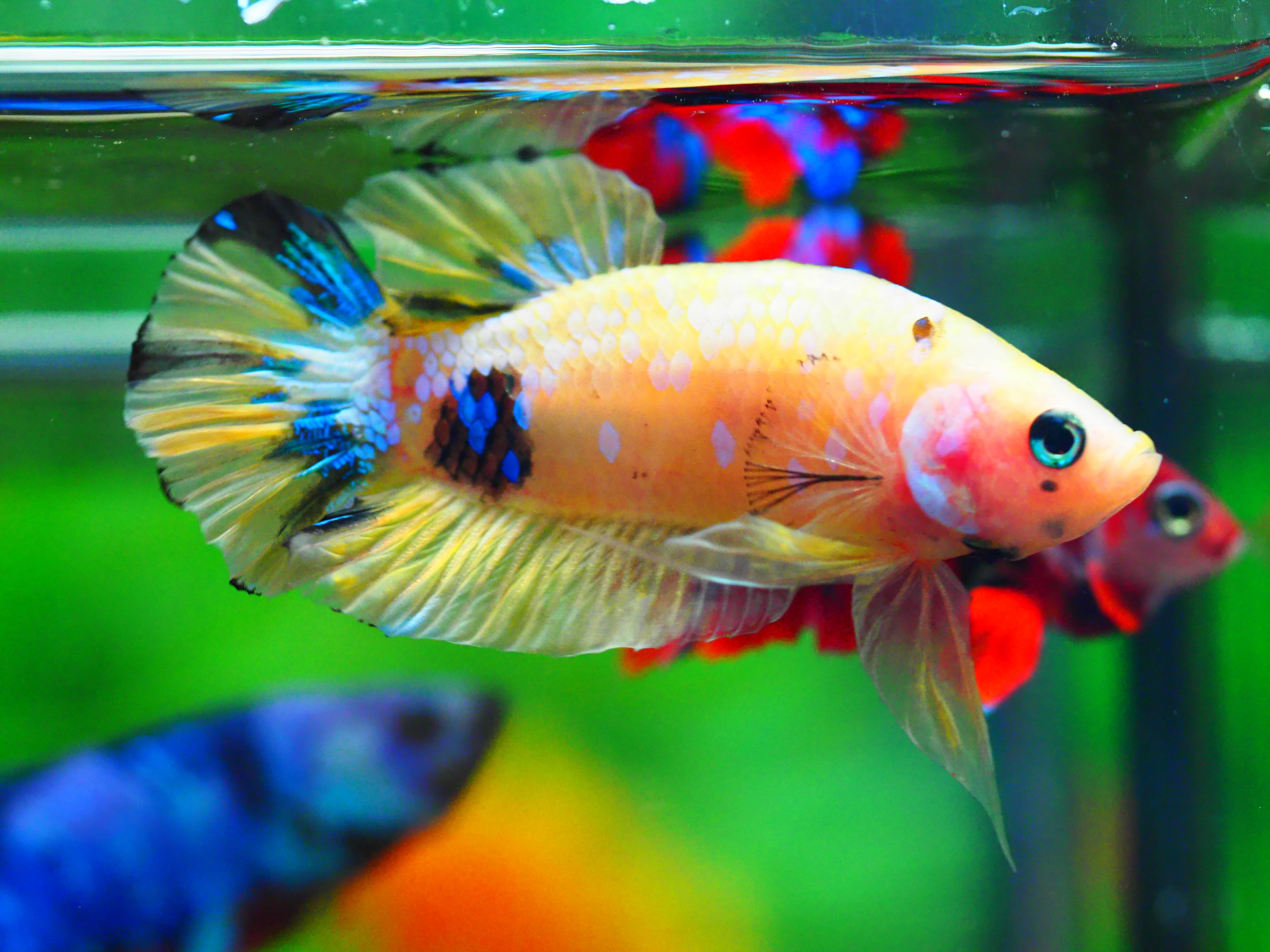 HMPK KOI YELLOW MALE GRADE A +++