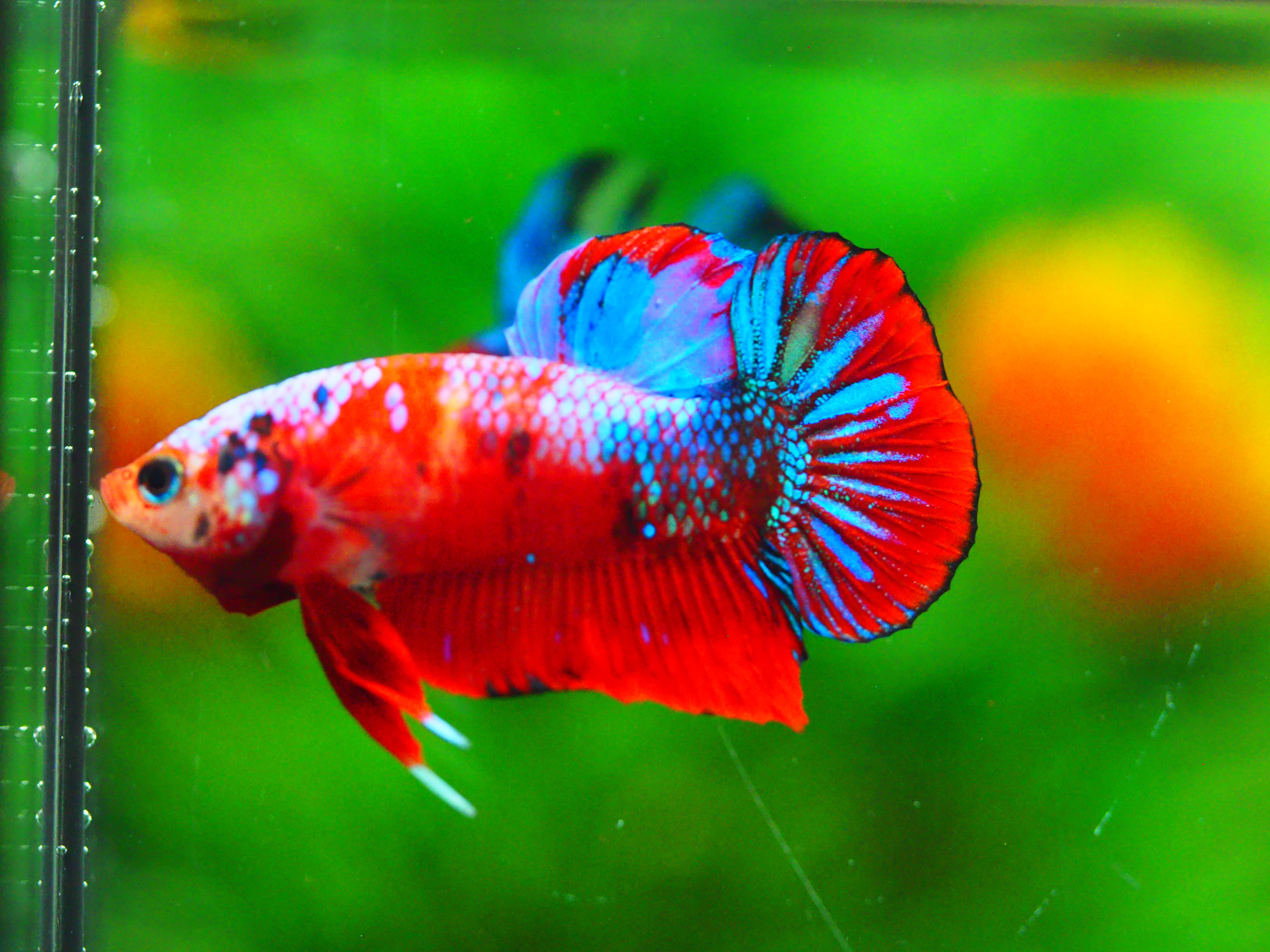 HMPK KOI GALAXY MALE GRADE A +++