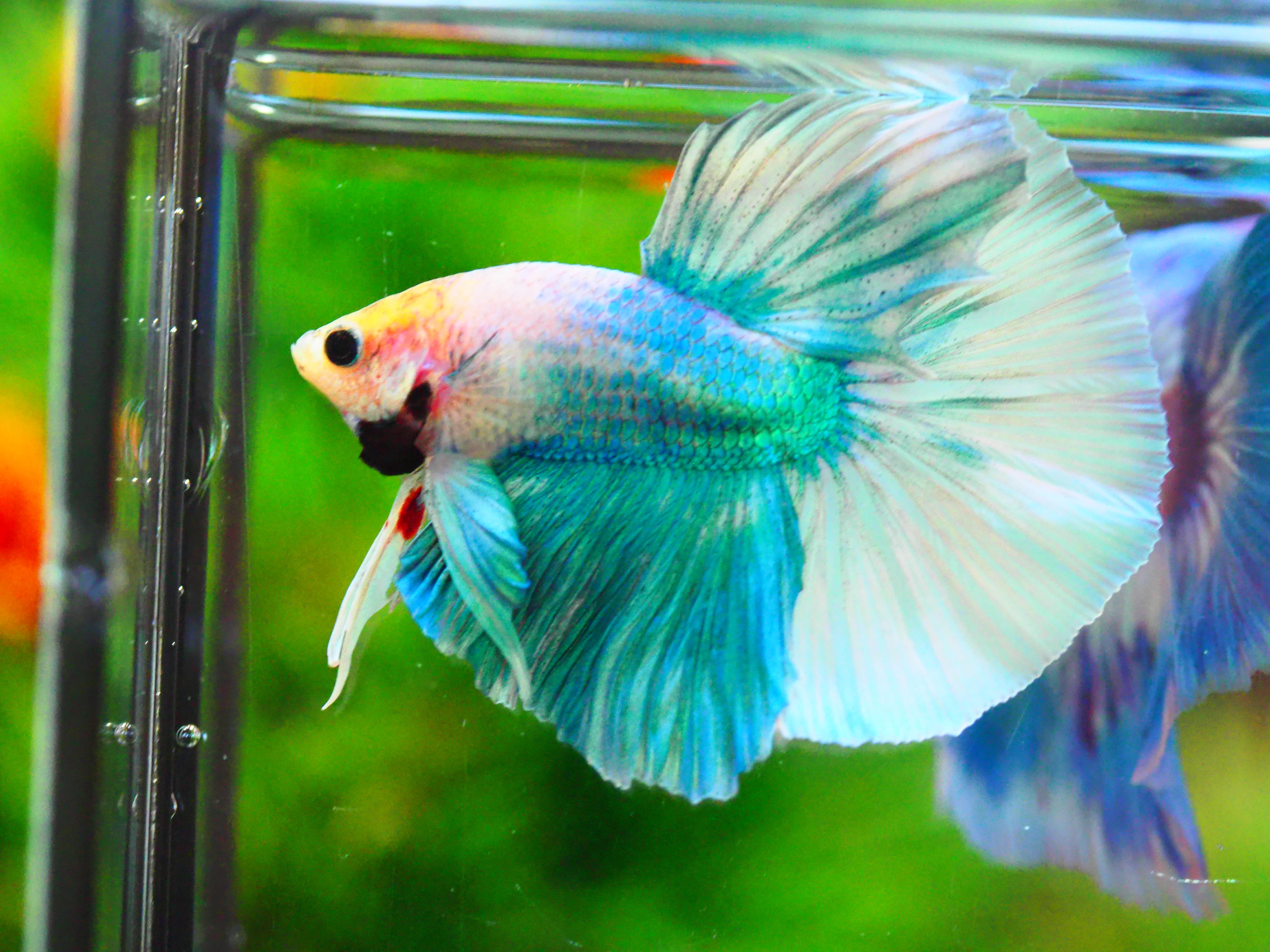 HM FANCY MALE GRADE A +++