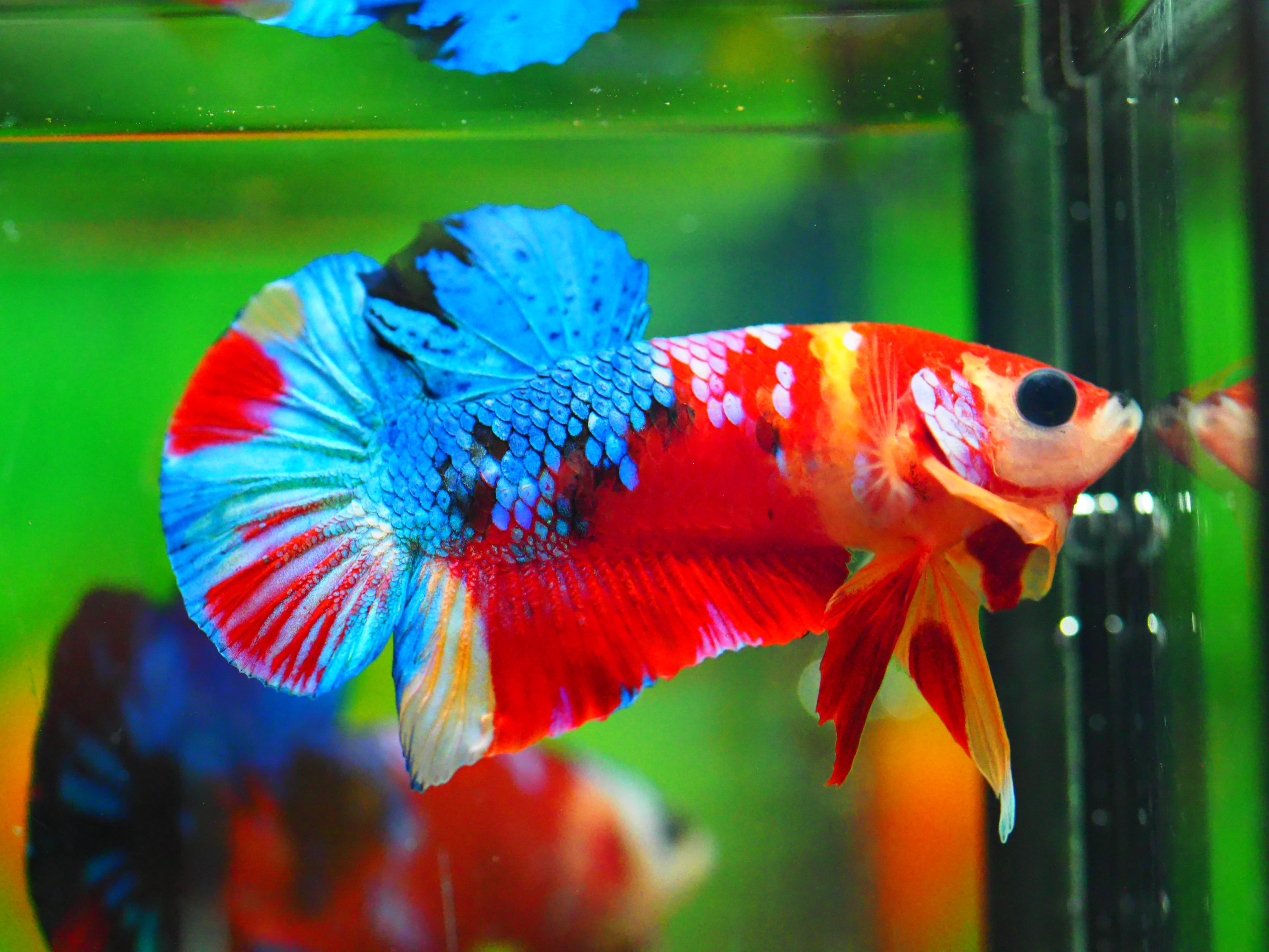 HMPK NEMO GALAXY MALE GRADE A +++