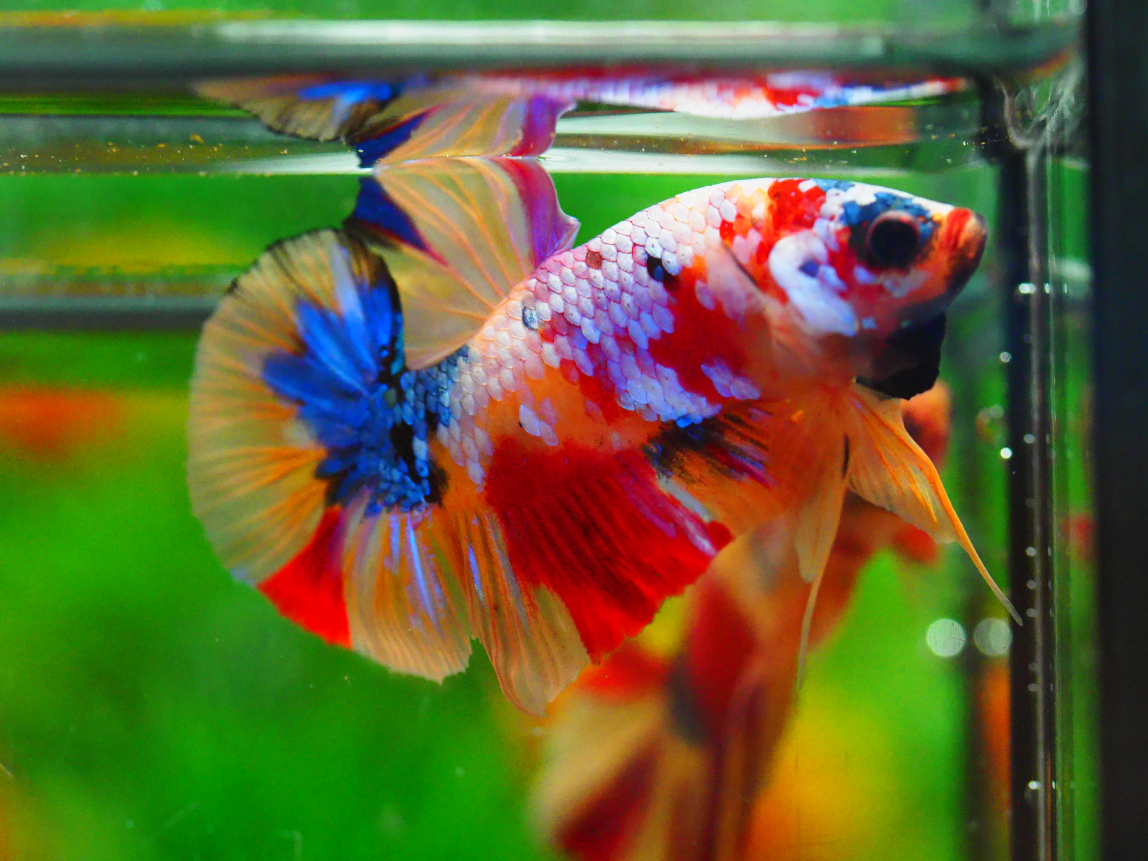 HMPK NEMO GALAXY MALE GRADE A +++