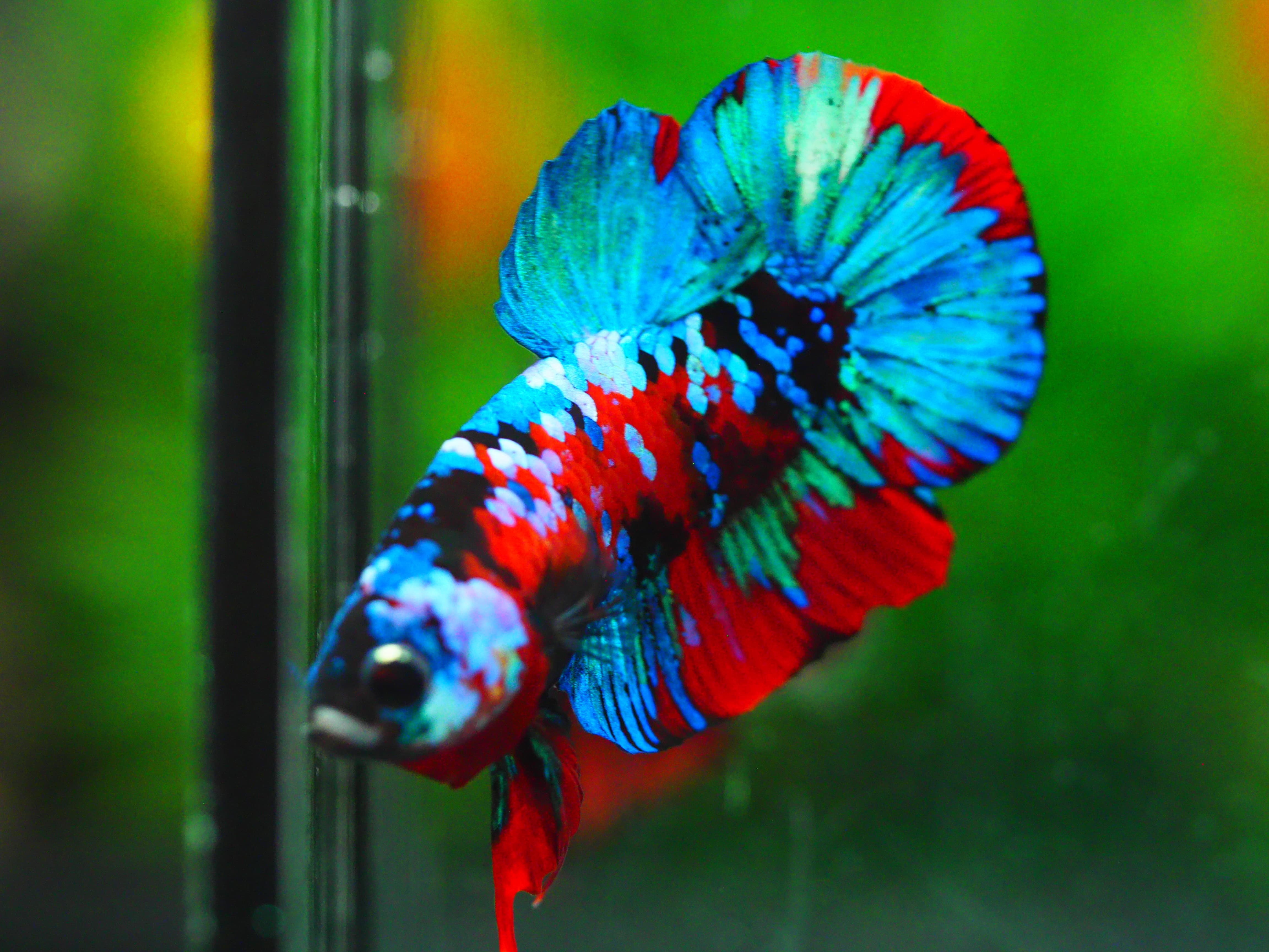 HMPK KOI GALAXY MALE GRADE A +++