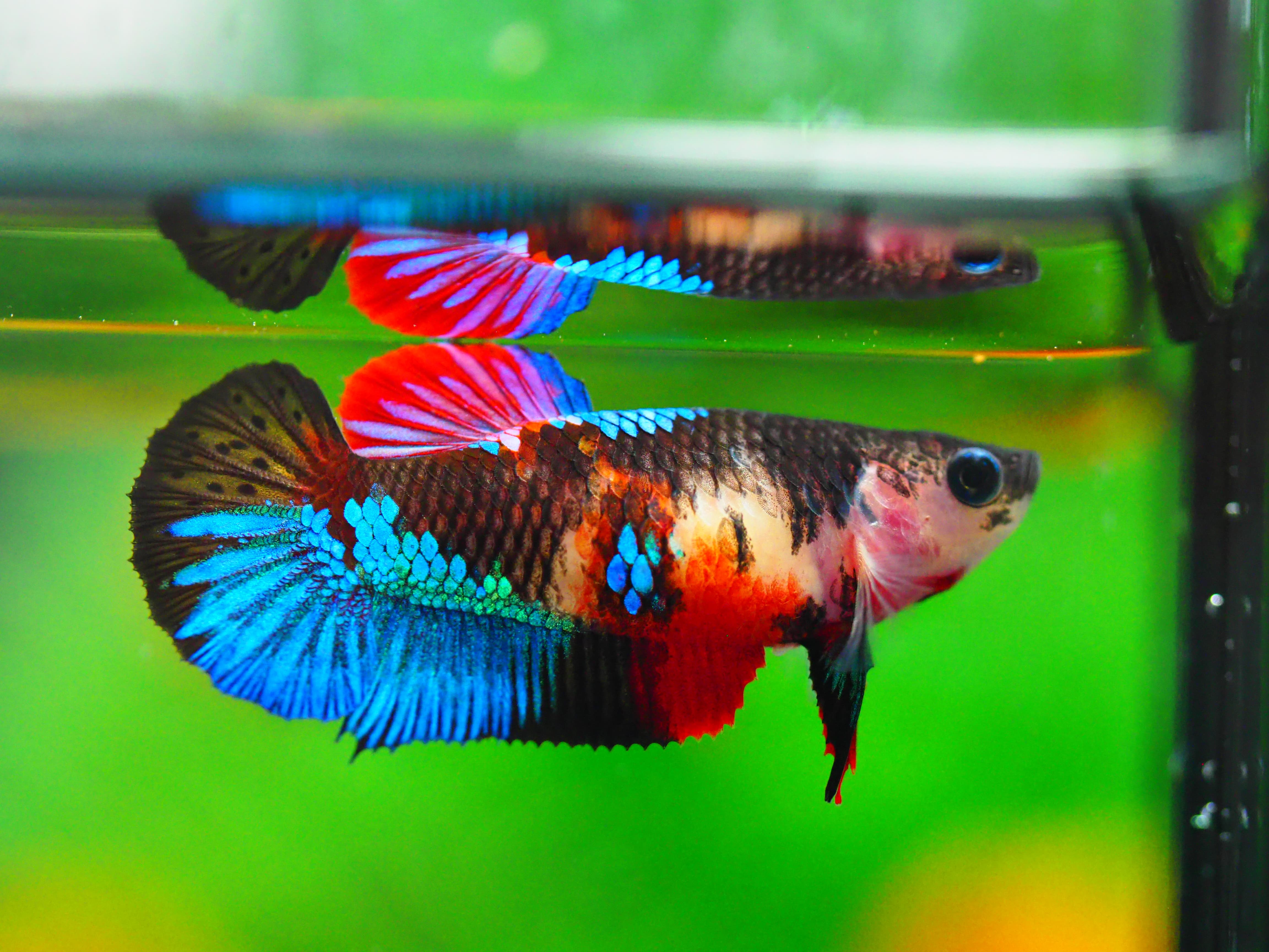 HMPK KOI GALAXY FNMALE GRADE A +++