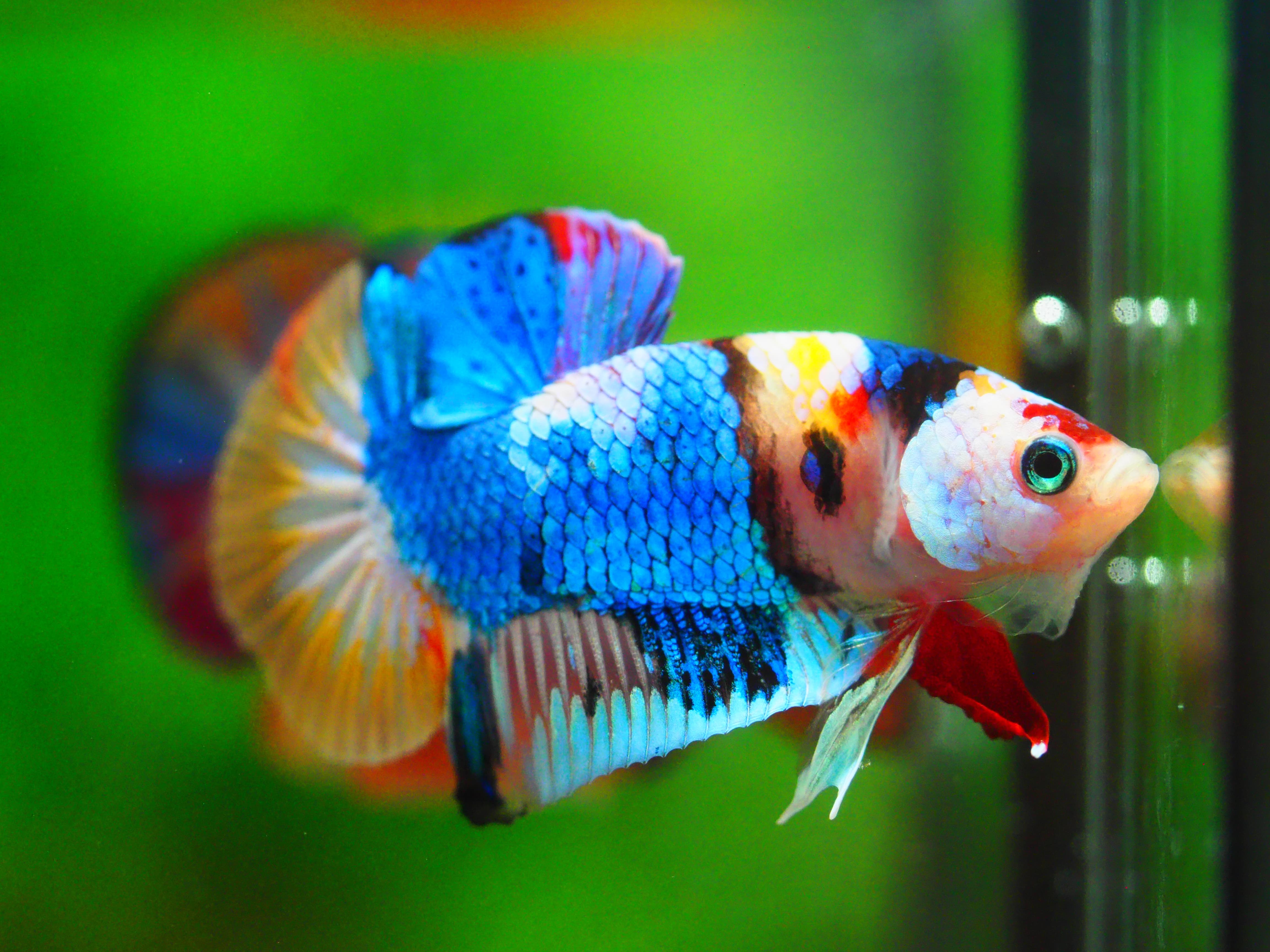 HMPK KOI GALAXY MALE GRADE A +++