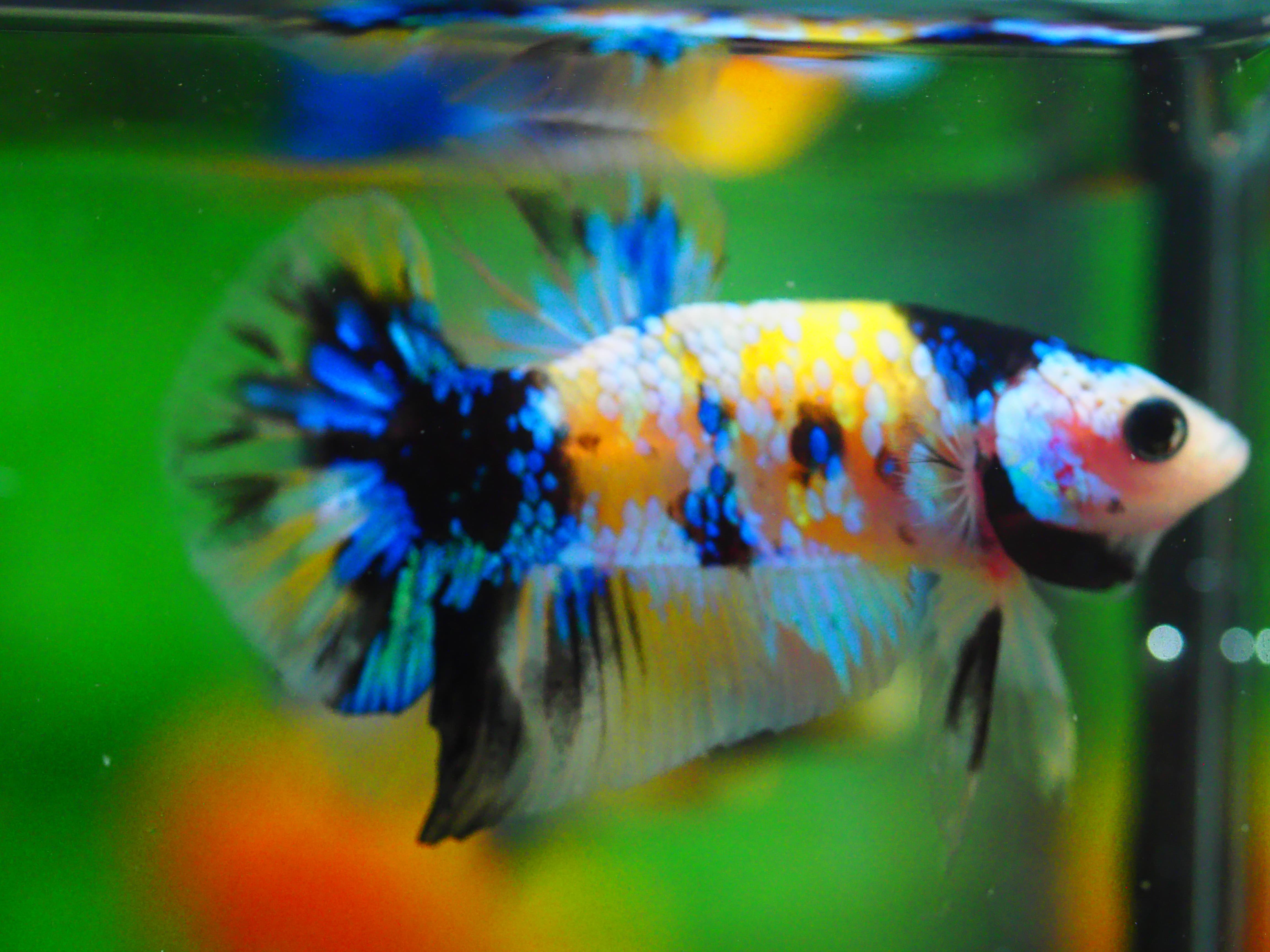 HMPK KOI YELLOW MALE GRADE A +++