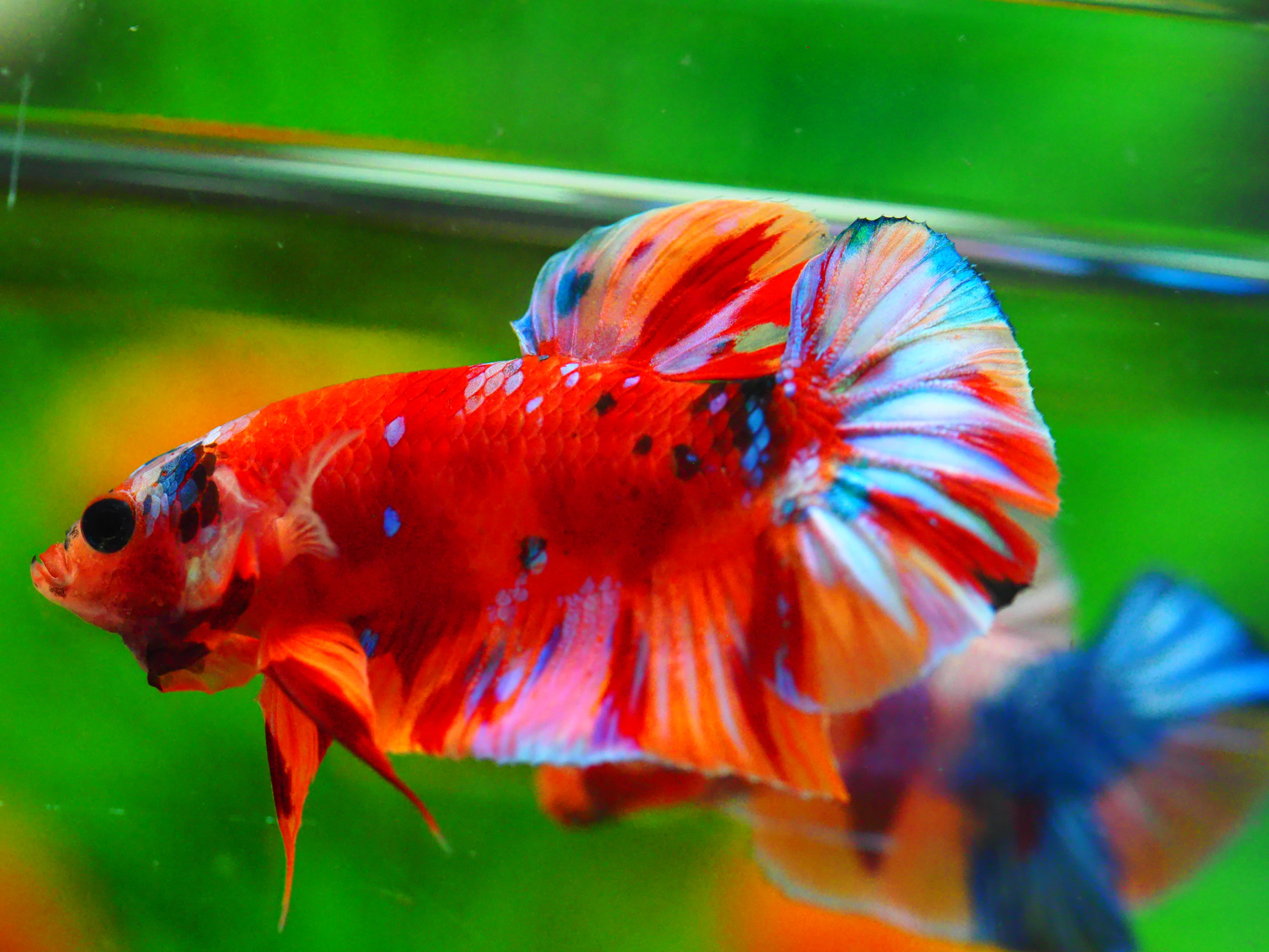 HMPK NONE GALAXY MALE GRADE A +++