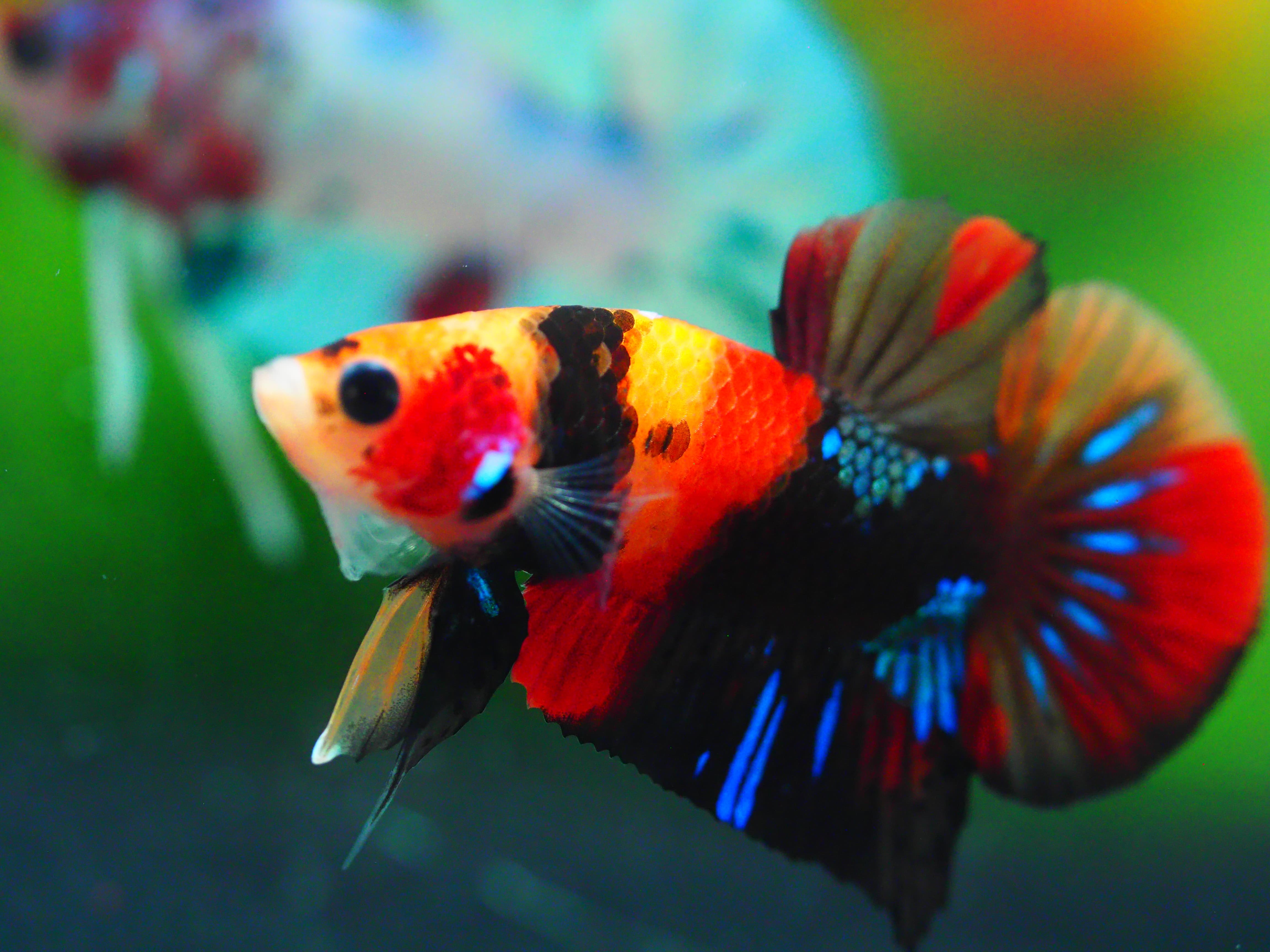 HMPK NEMO GALAXY MALE GRADE A +++