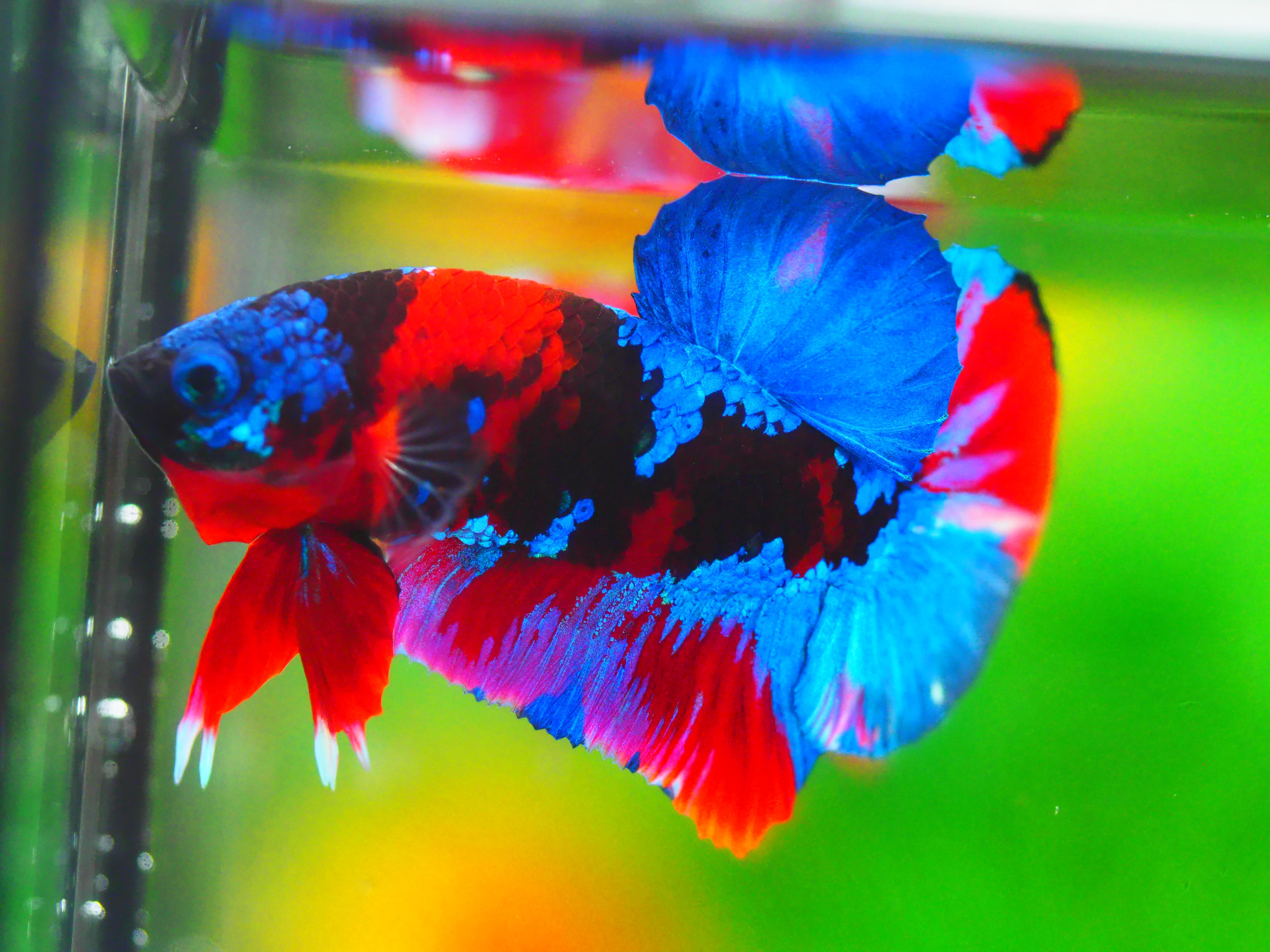 HMPK KOI GALAXY MALE GRADE A +++