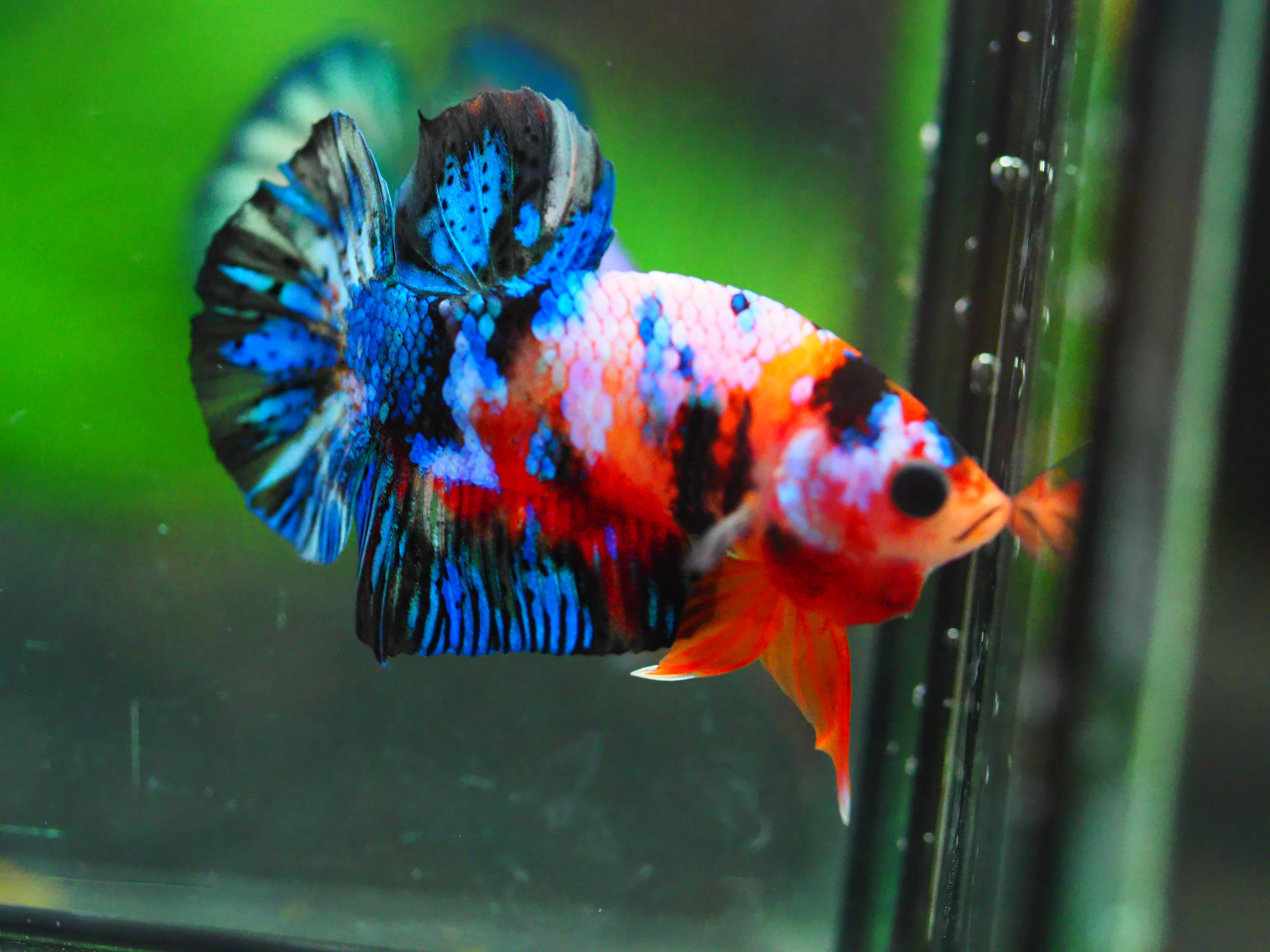 HMPK KOI GALAXY MALE GRADE A +++