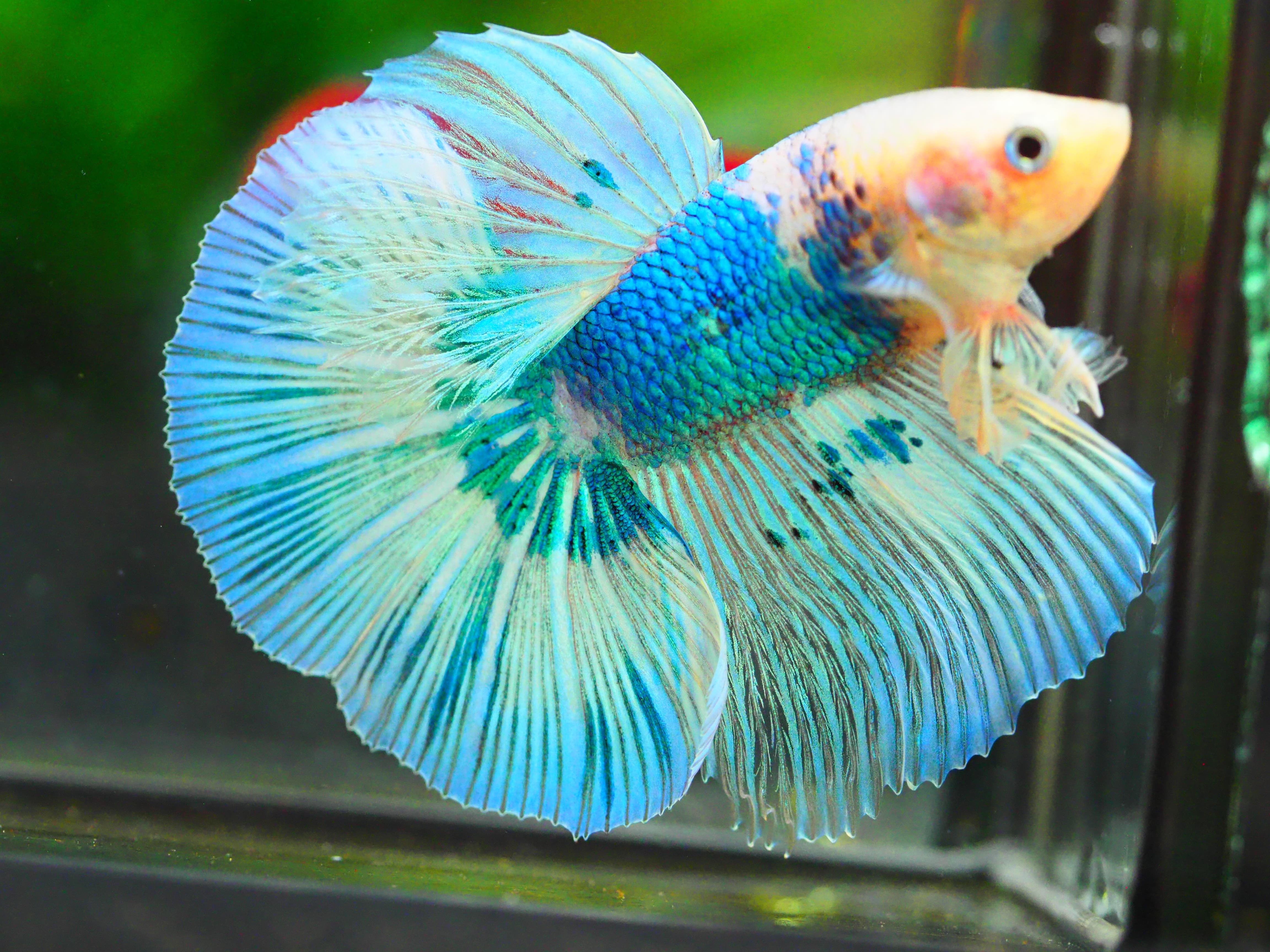 HM FANCY MALE GRADE A +++