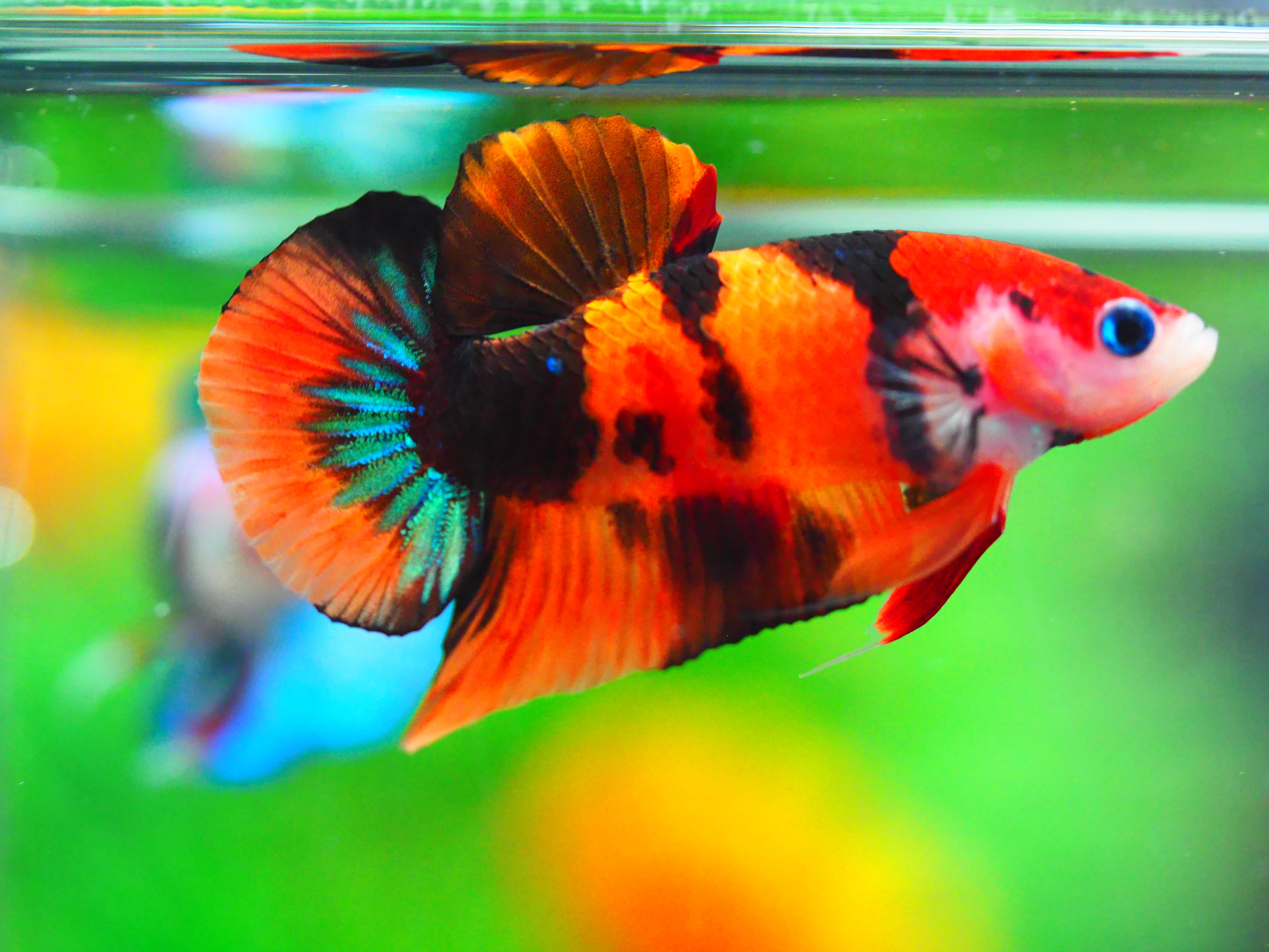 HMPK NEMO GALAXY MALE GRADE A +++