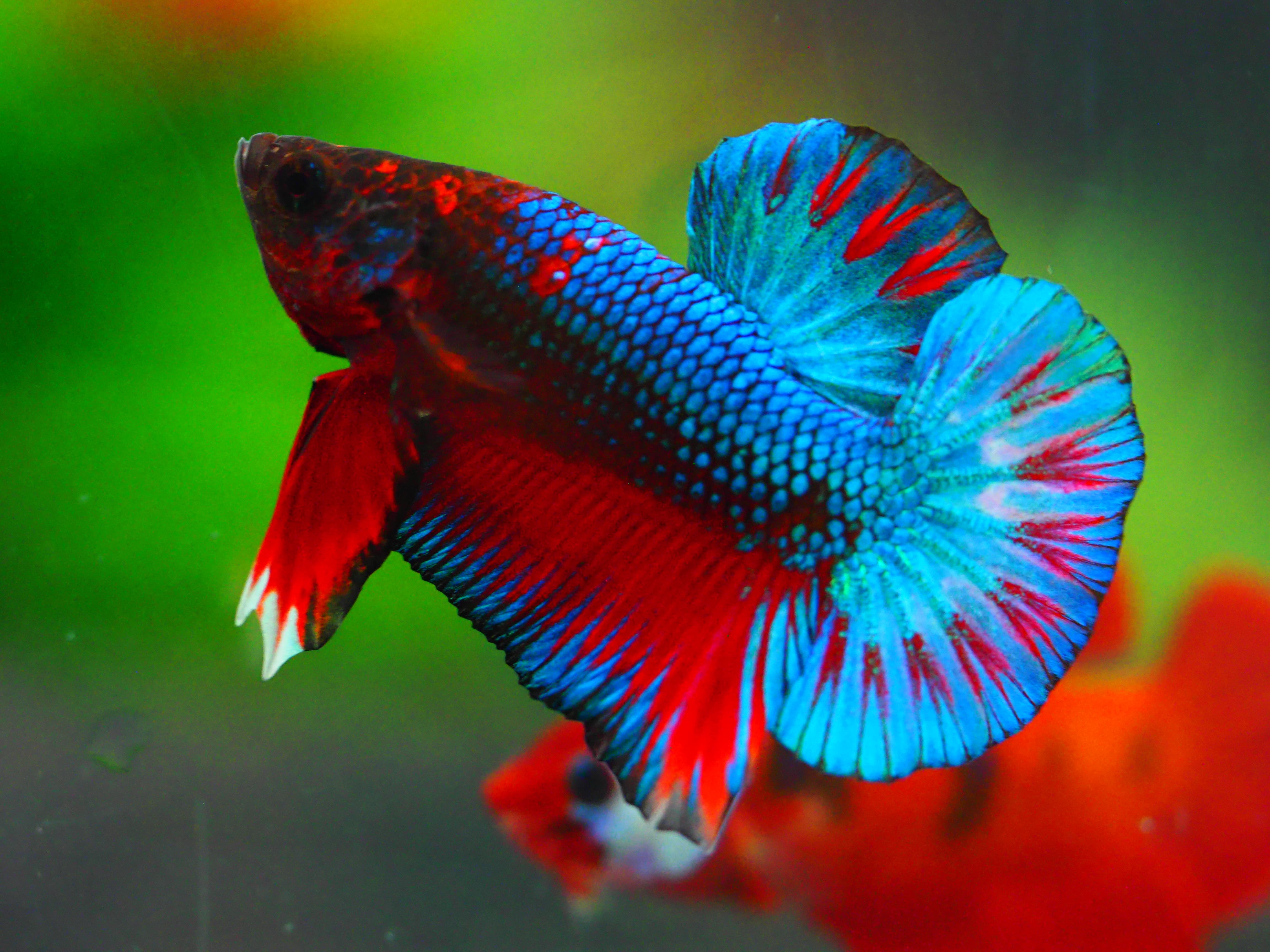 HMPK FANCY MALE GRADE A +++