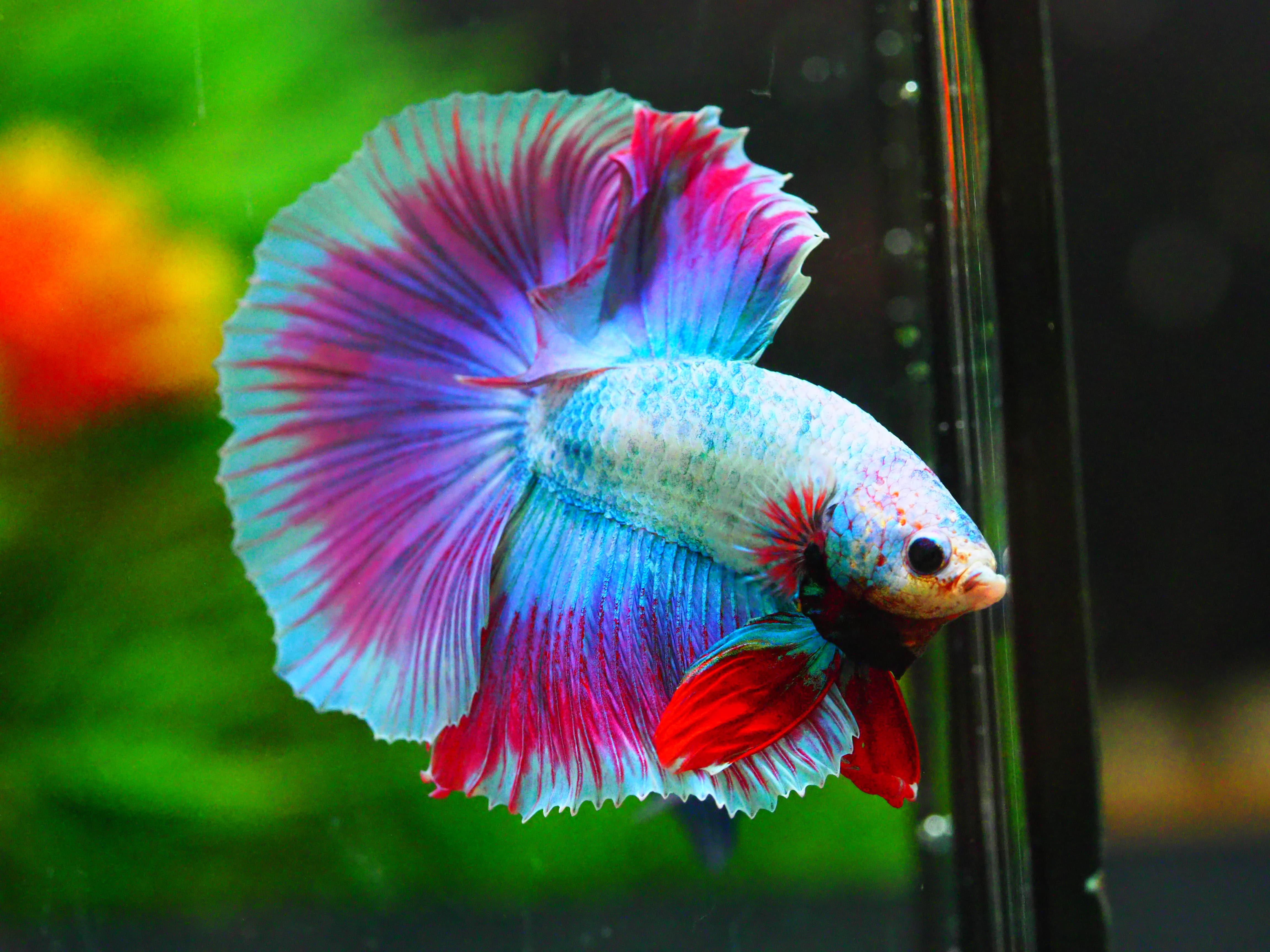 HM FANCY MALE GRADE A +++