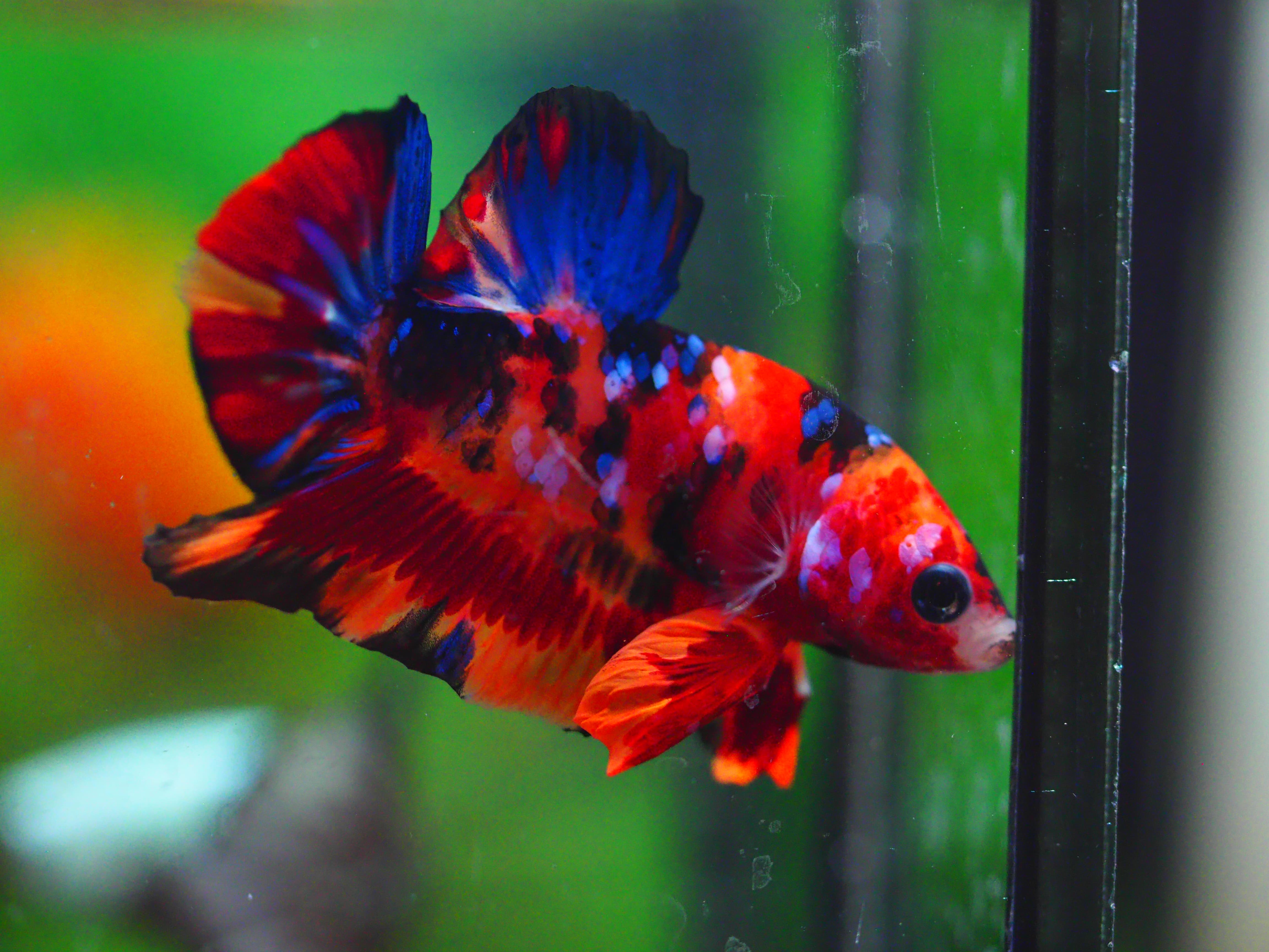 HMPK NEMO GALAXY MALE GRADE A +++