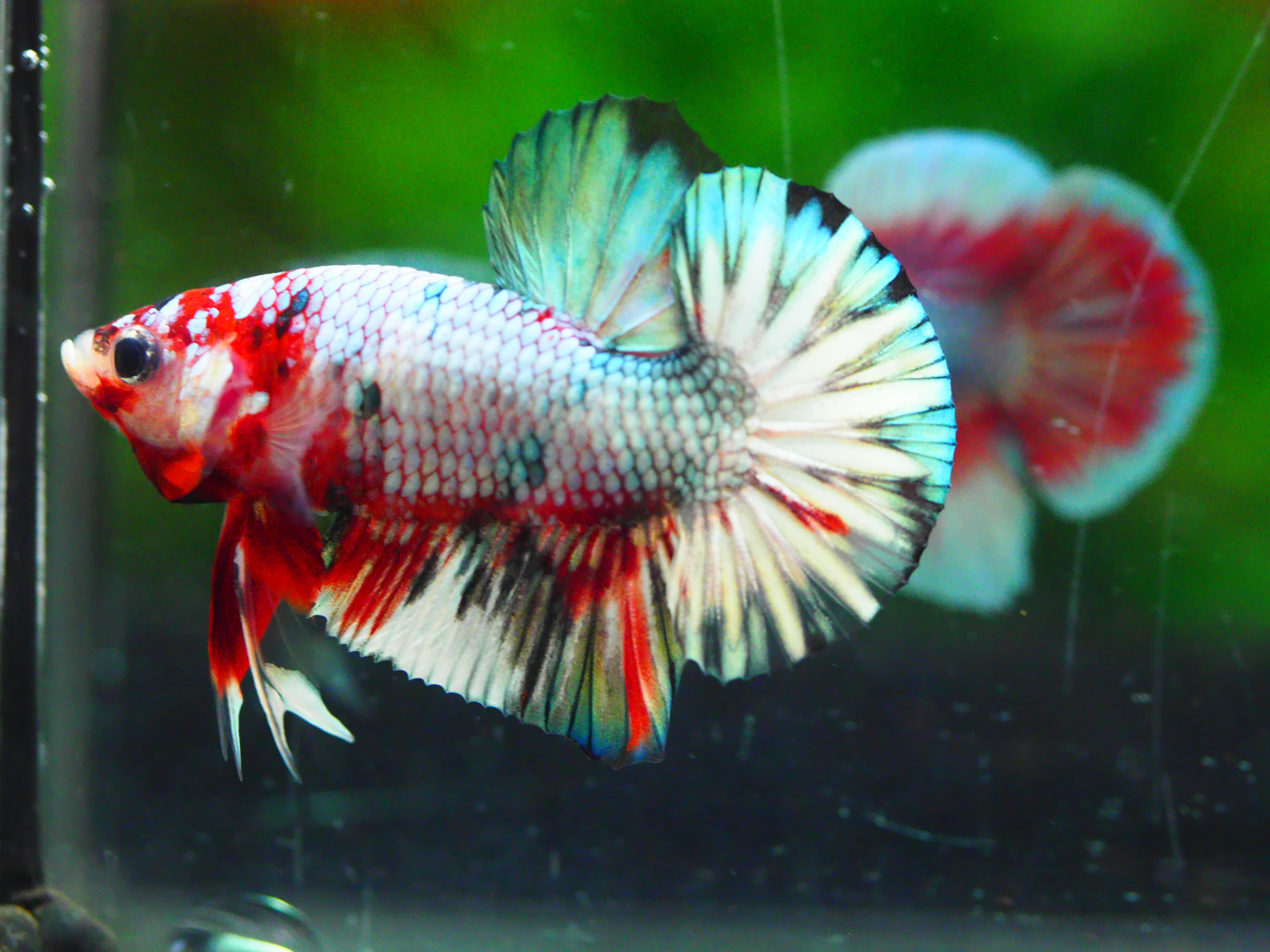 HMPKCOPPER FANCY MALE GRADE A +++