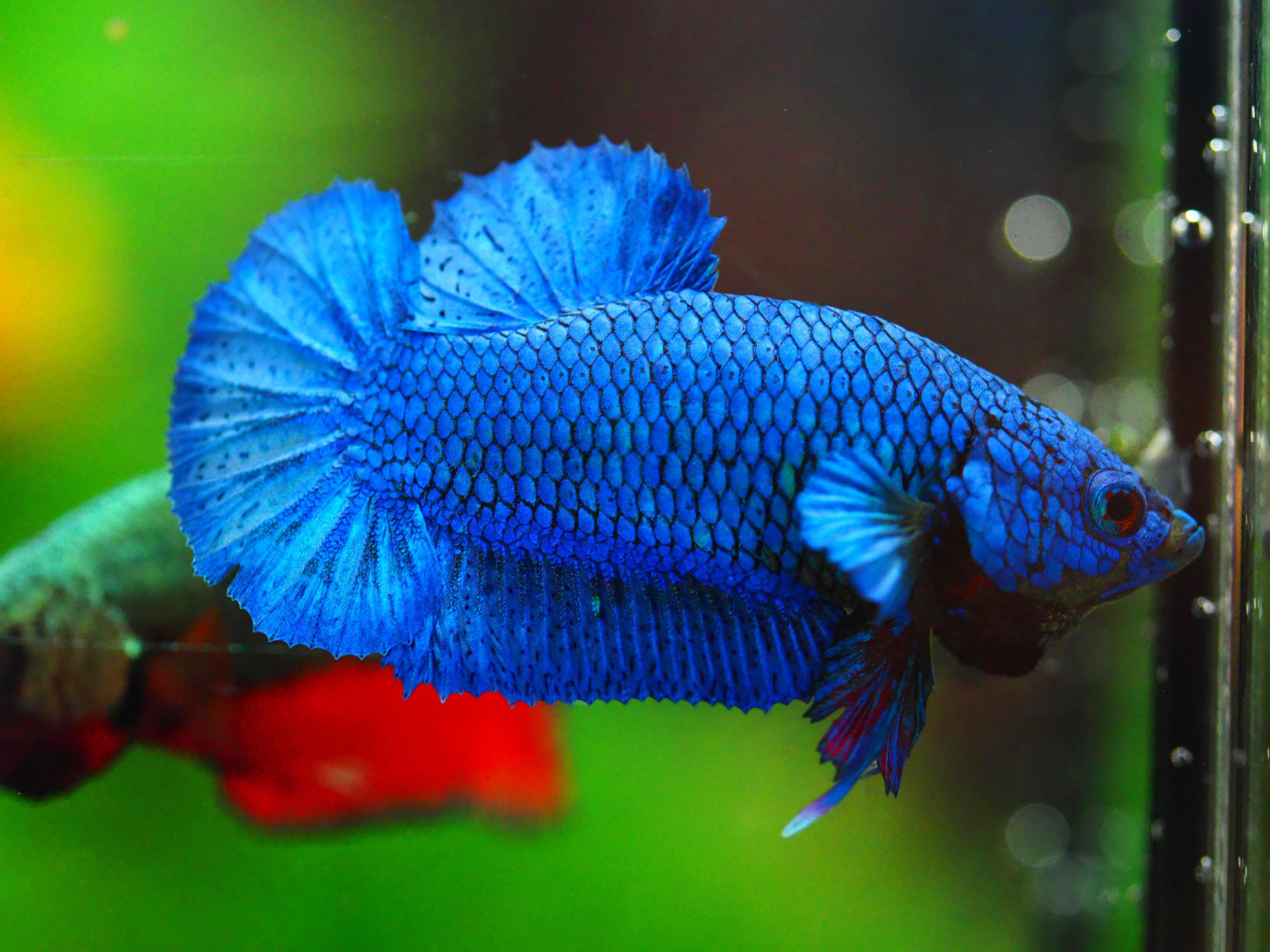 HMPK FANCY MALE GRADE A +++