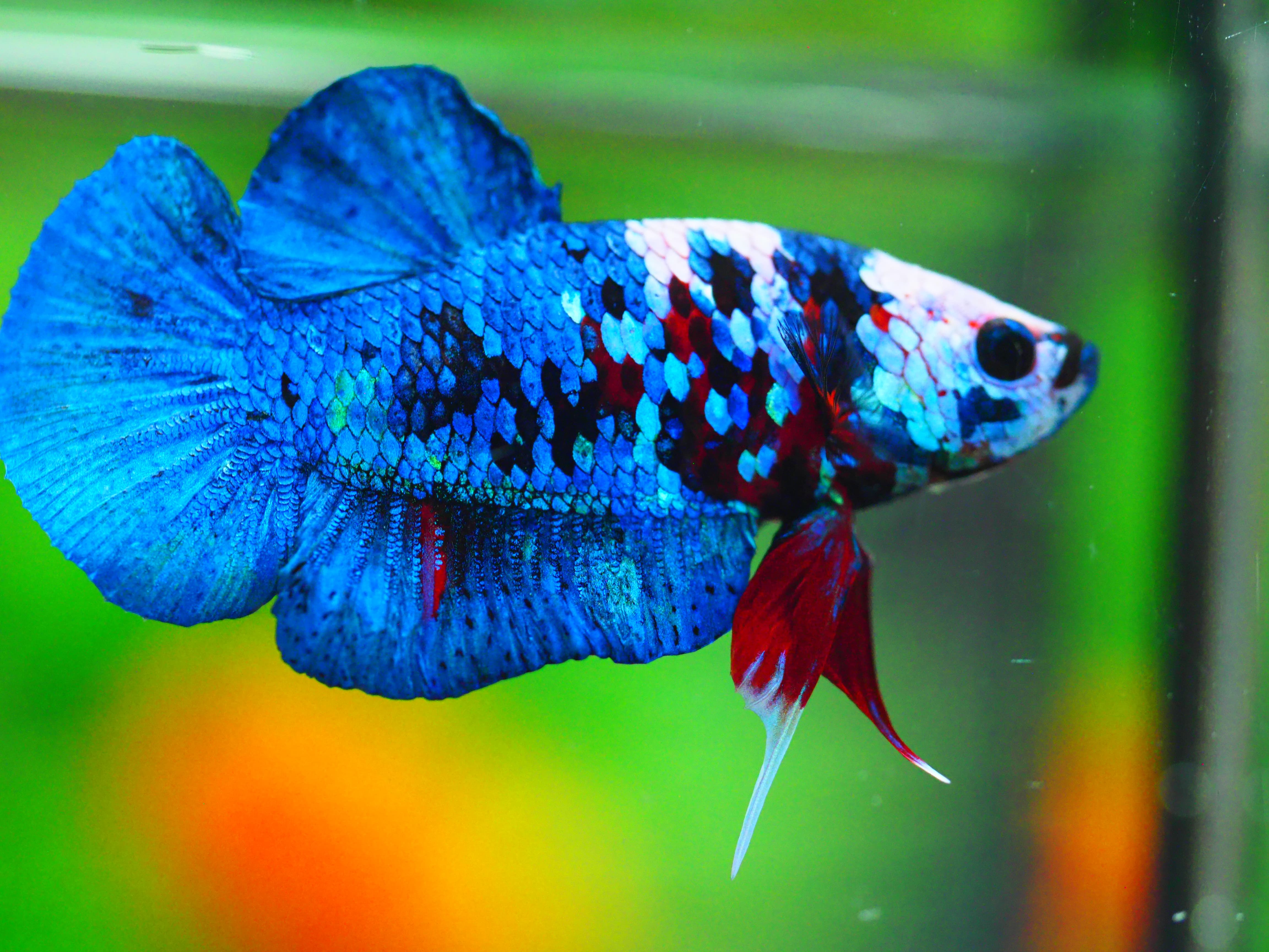 HMPK KOI GALAXY MALE GRADE A +++