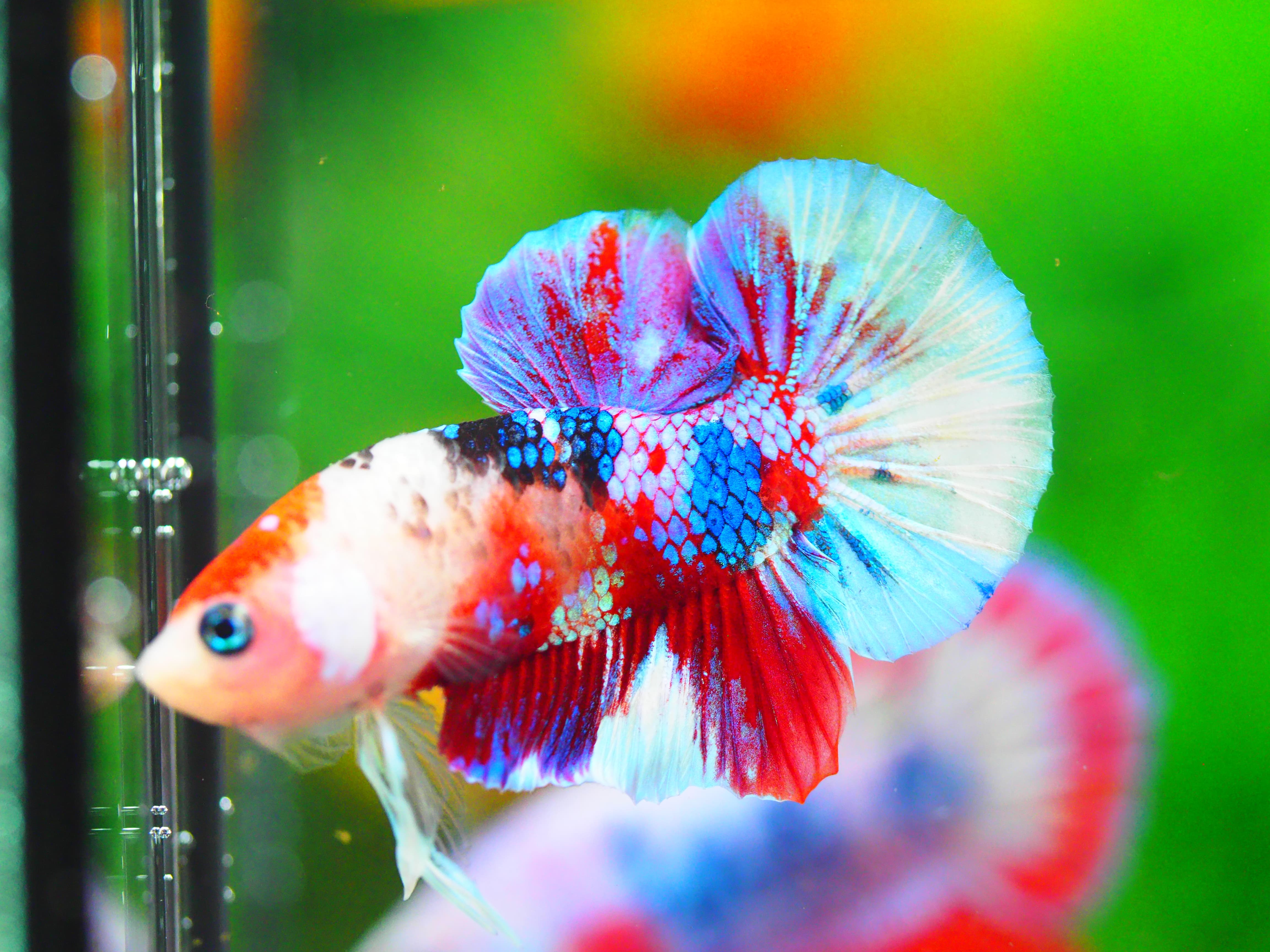 HMPK KOI GALAXY MALE GRADE A +++