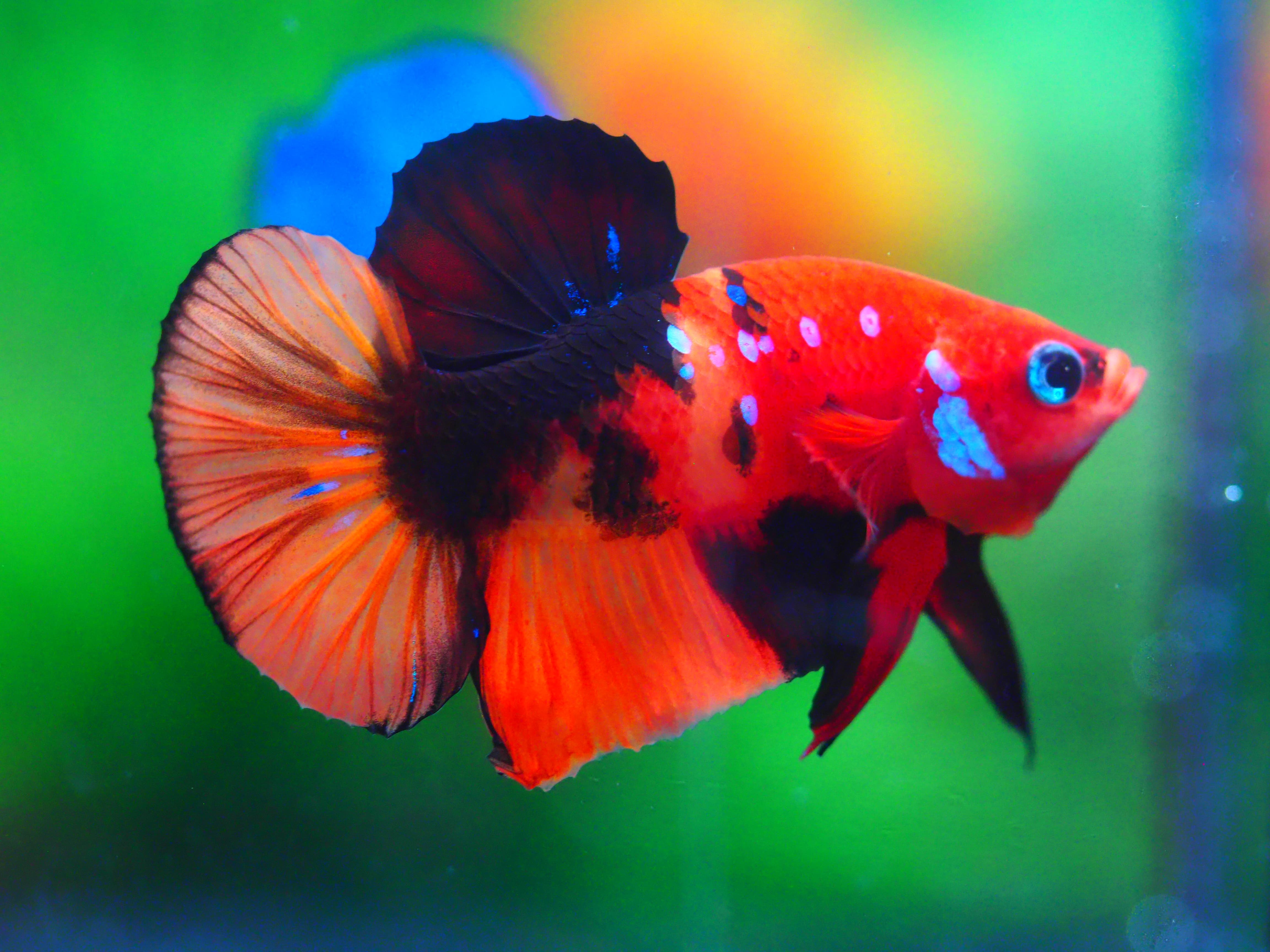 HMPK NEMO MALE GRADE A +++