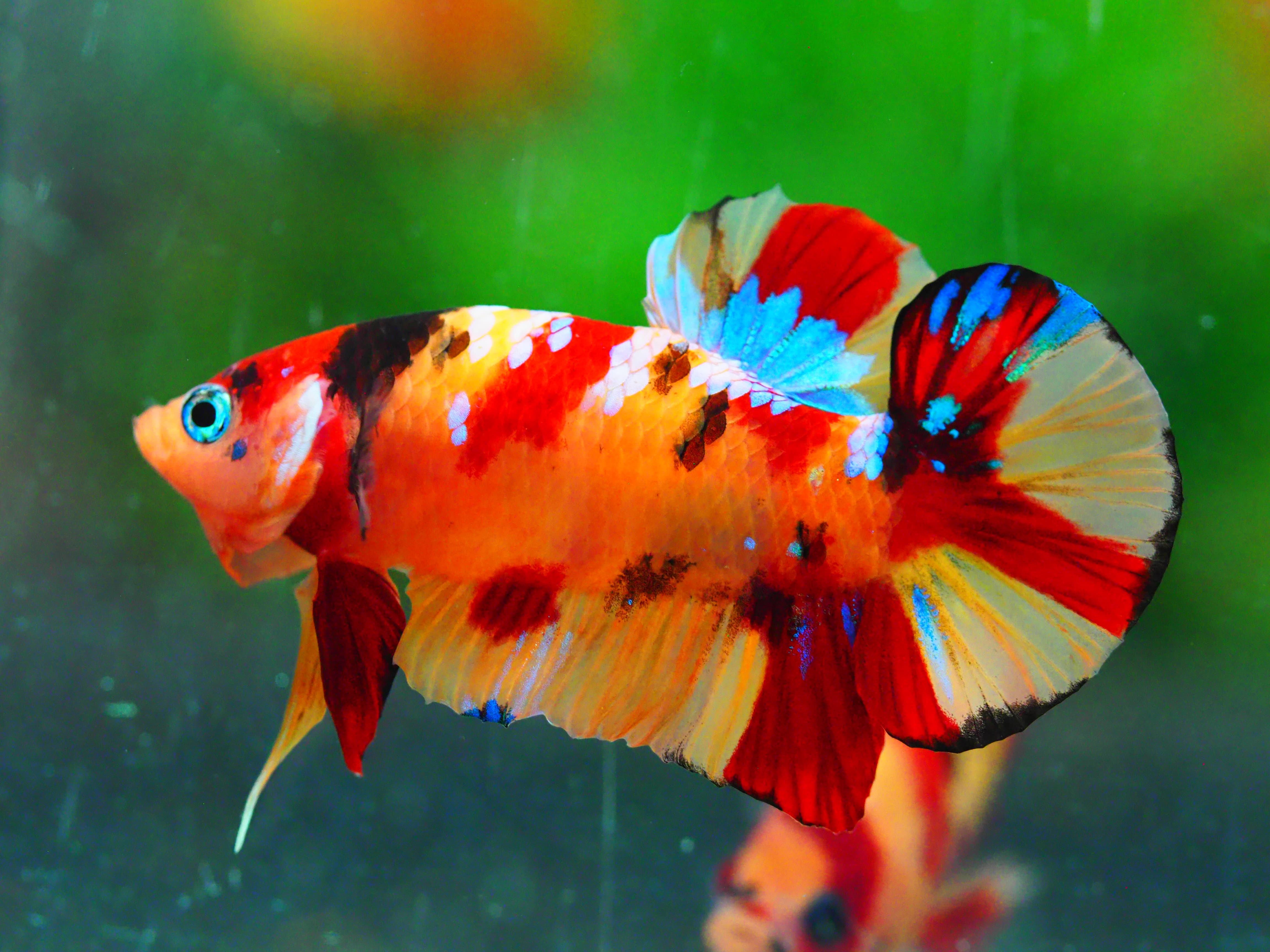 HMPK NEMO GALAXY MALE GRADE A +++