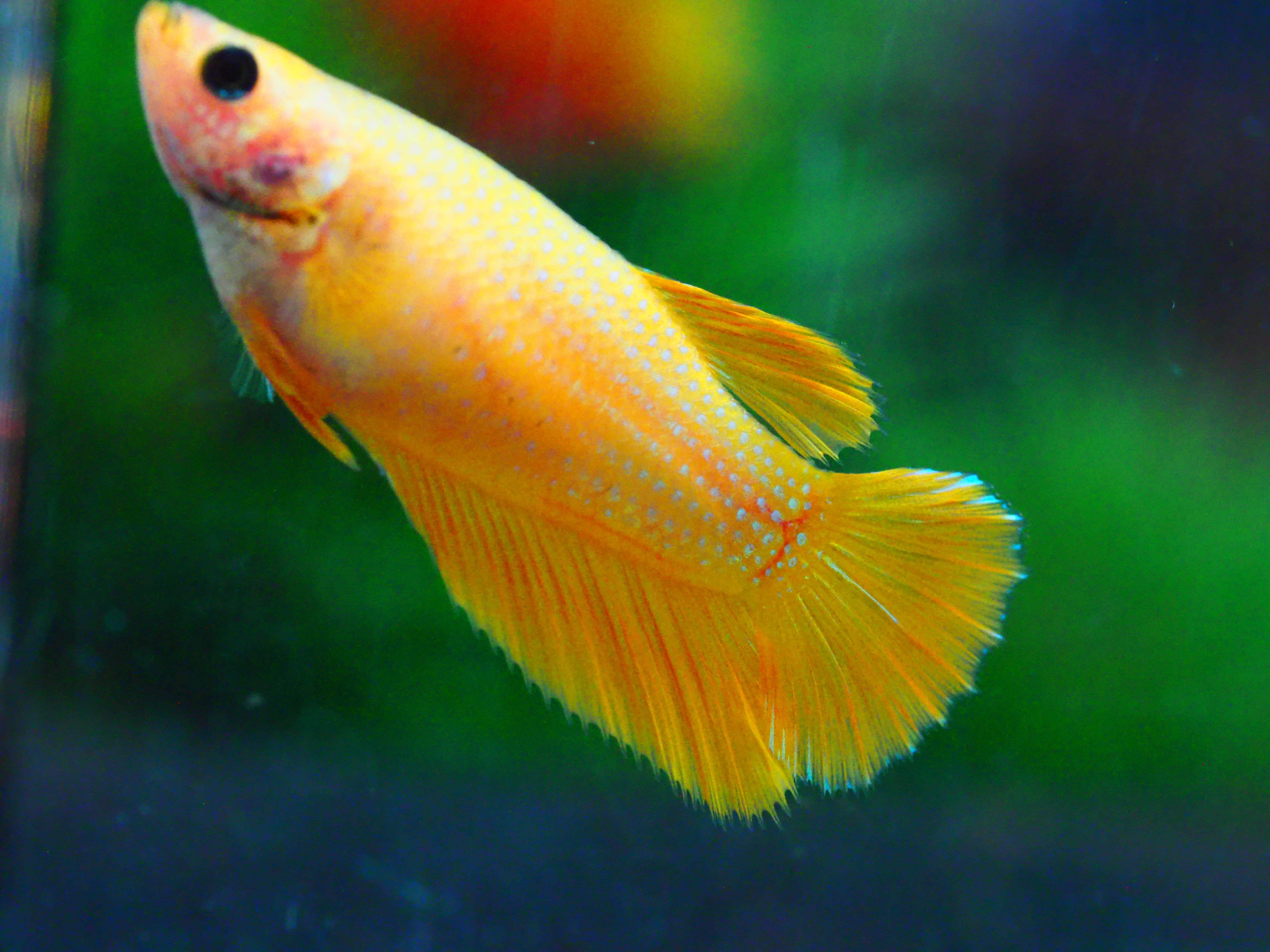 HM YELLOW FNMALE GRADE A +++