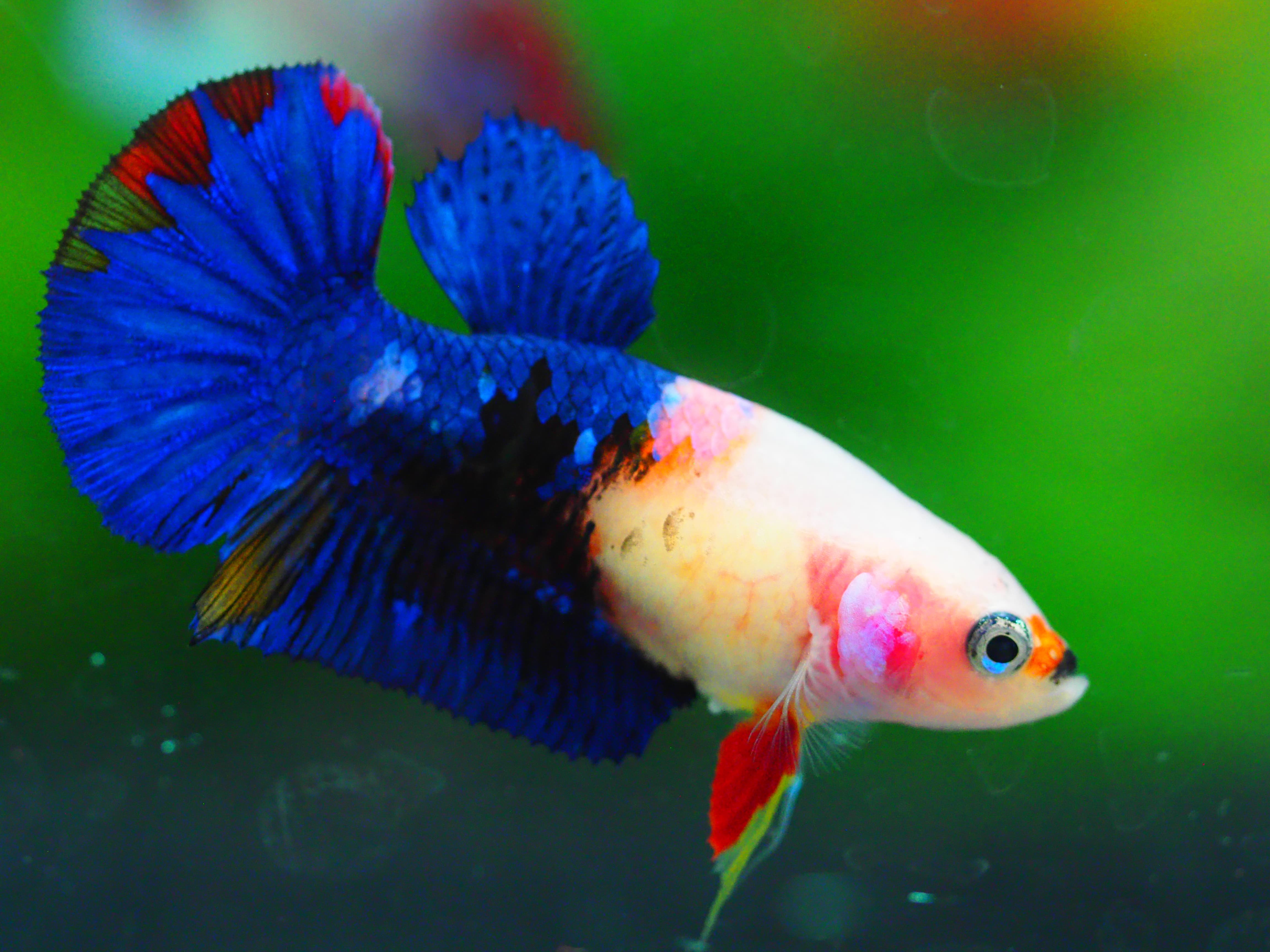 HMPK KOI GALAXY FNMALE GRADE A +++