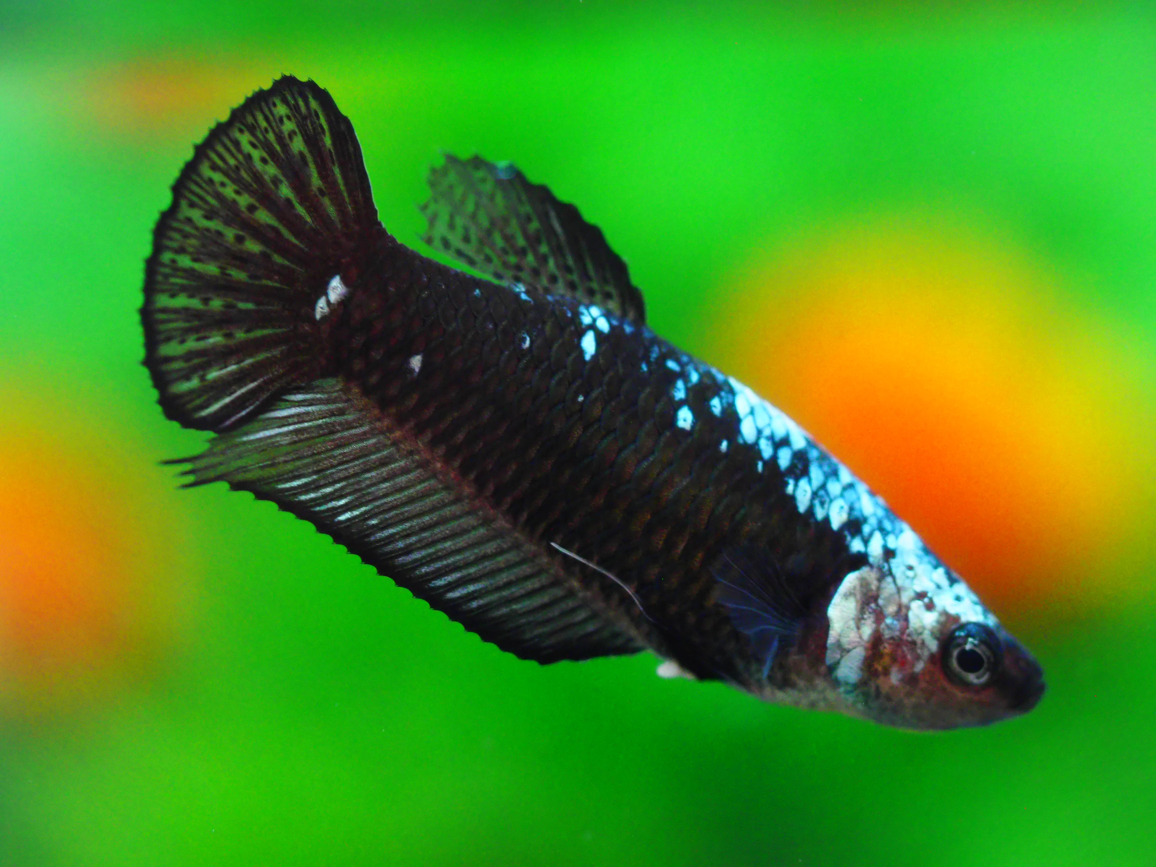 HMP BLACK SAMURAI FN MALE GRADE A +++