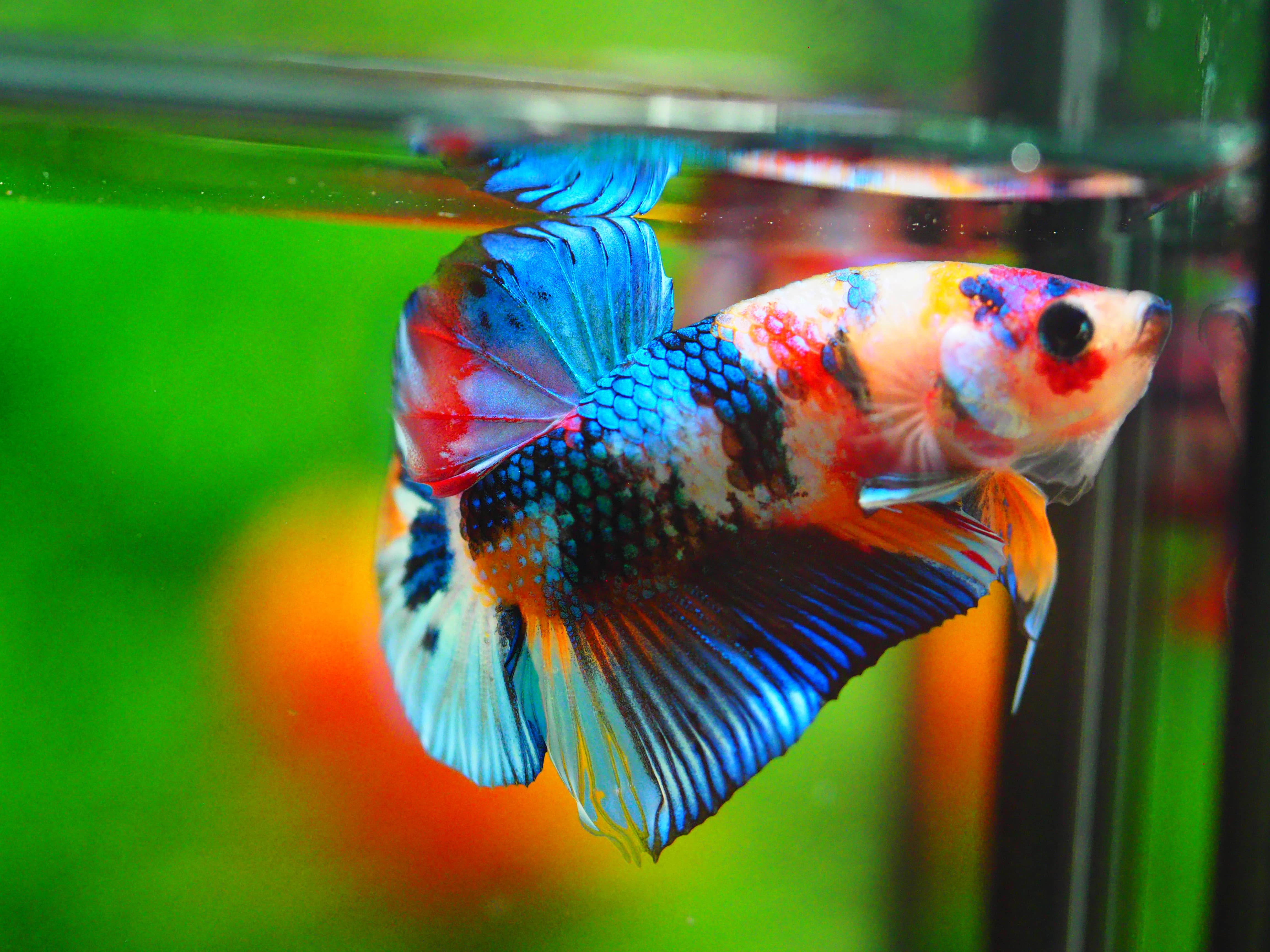 HMPK KOI GALAXY MALE GRADE A +++