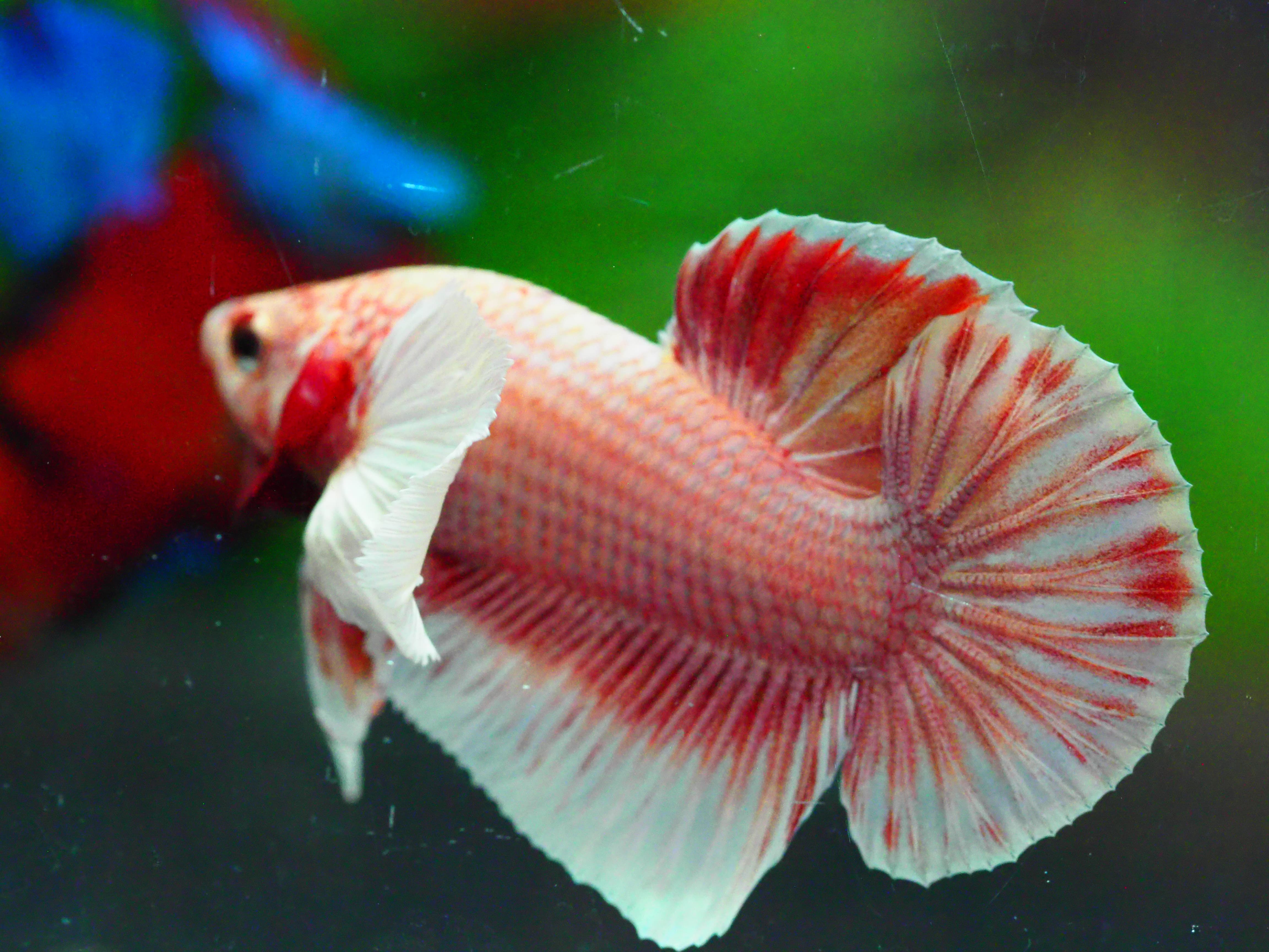 HMPK DUMBO MALE GRADE A +++