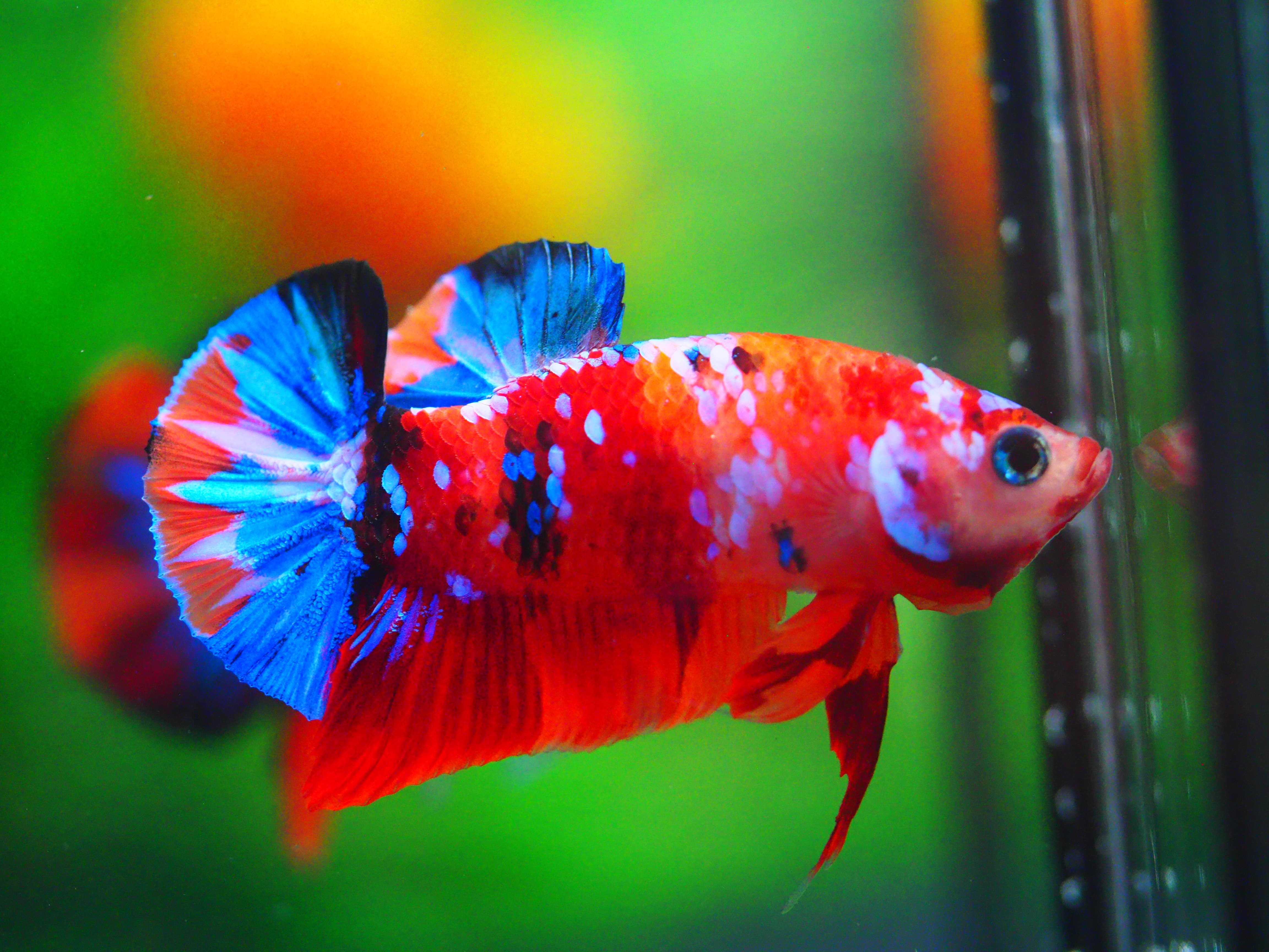 HMPK NEMO GALAXY MALE GRADE A +++