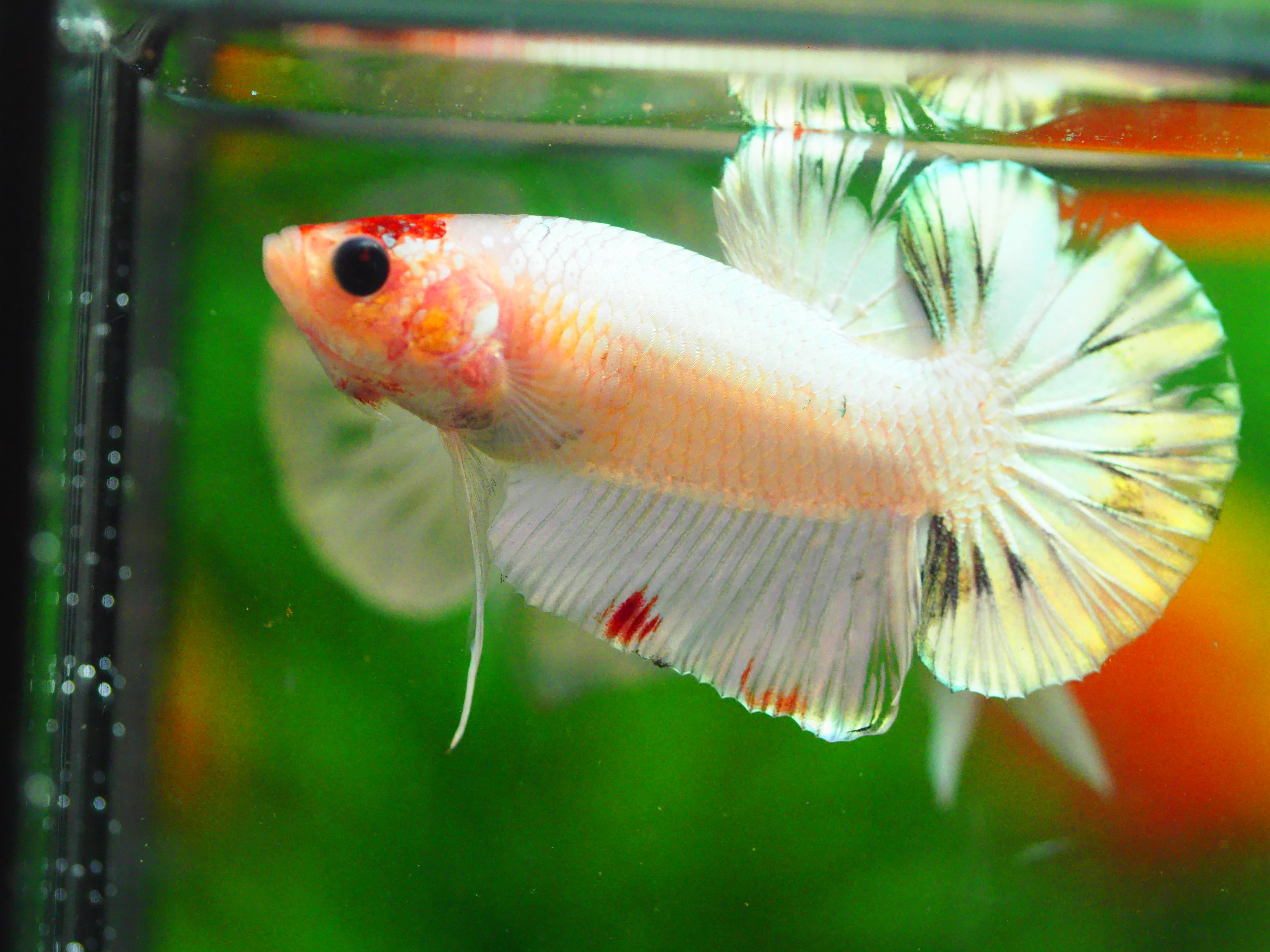 HMPK FANCY MALE GRADE A +++