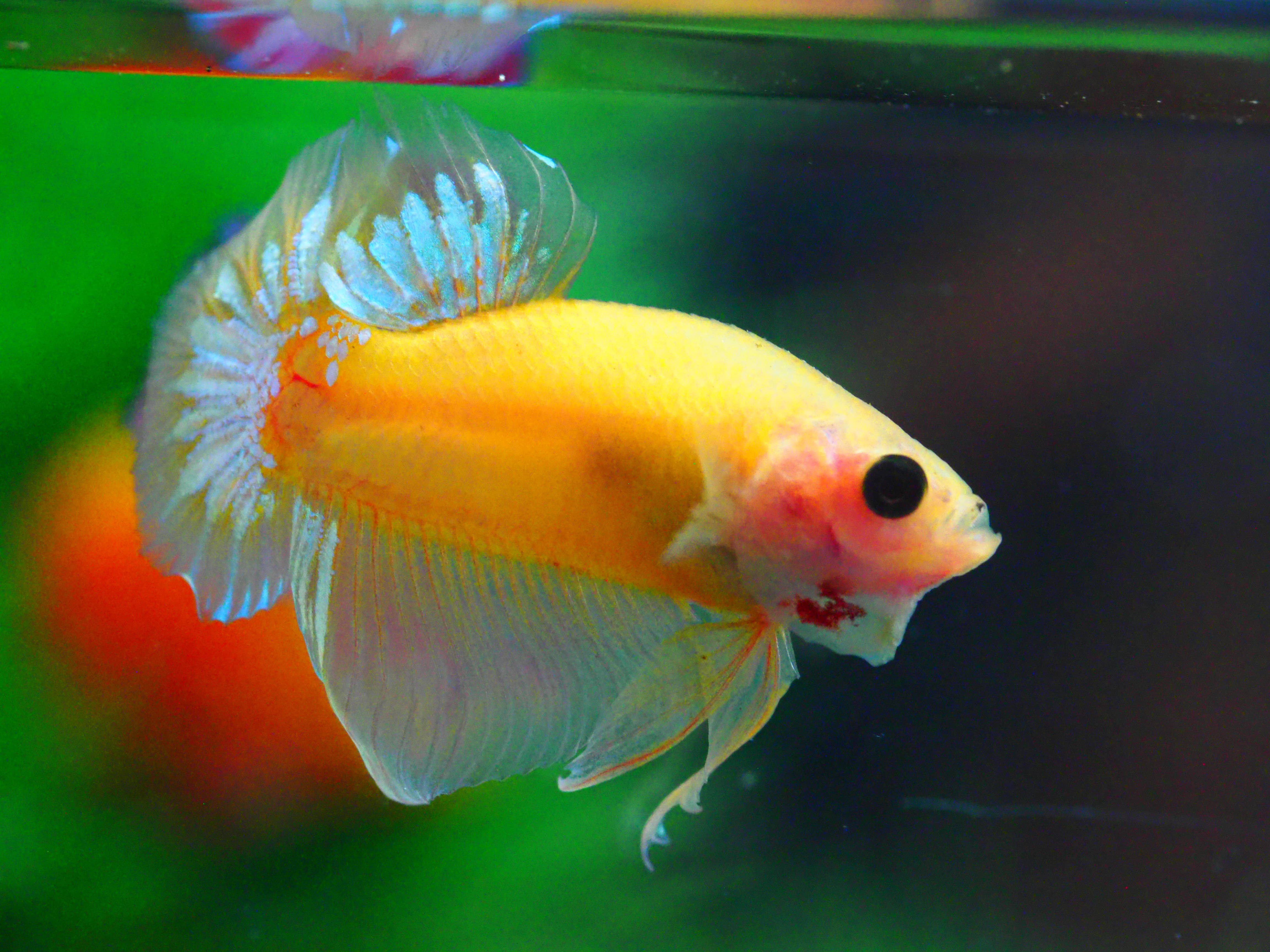 HMPK FANCY MALE GRADE A +++