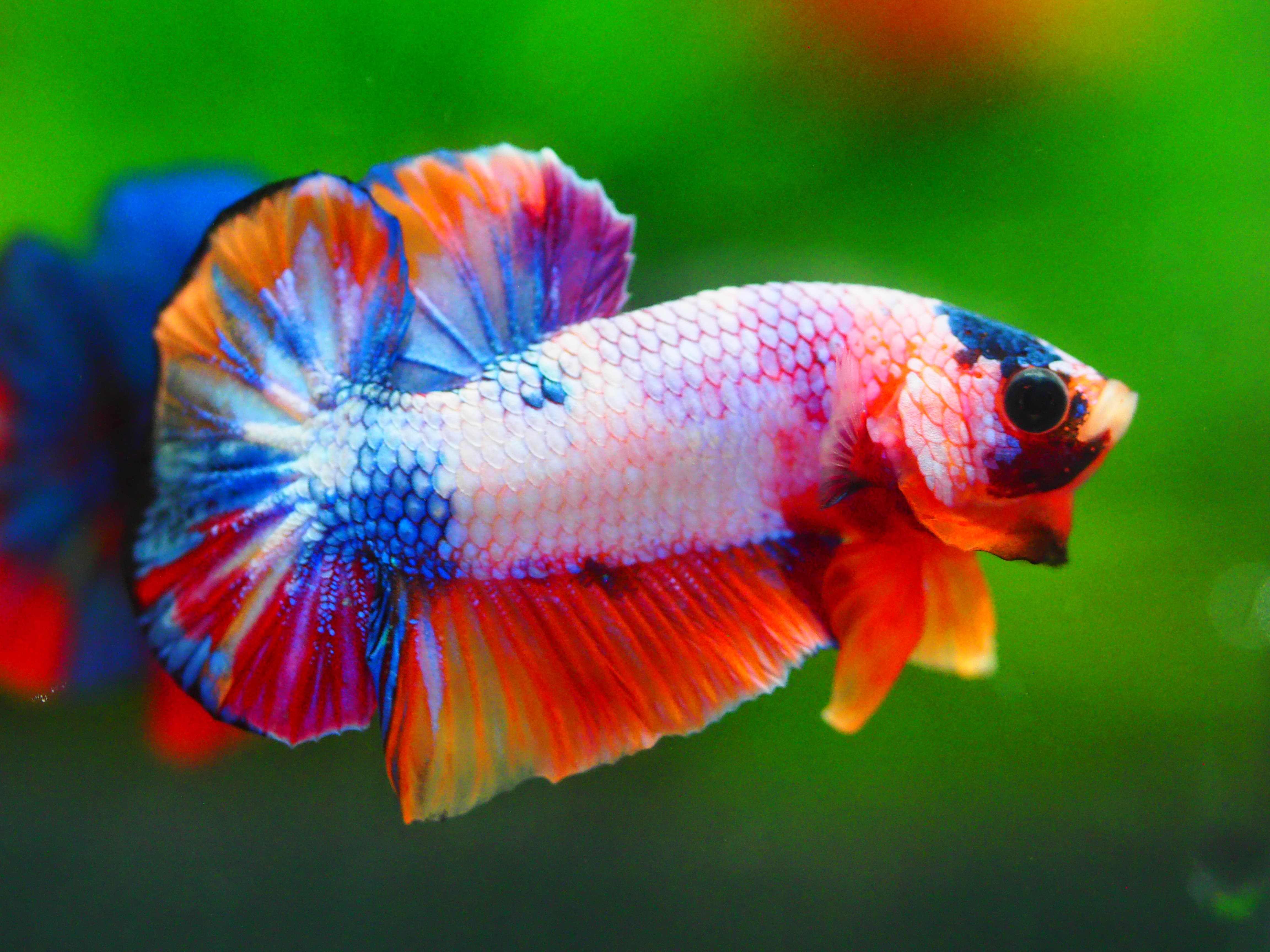 HMPK KOI FANCY MALE GRADE A +++